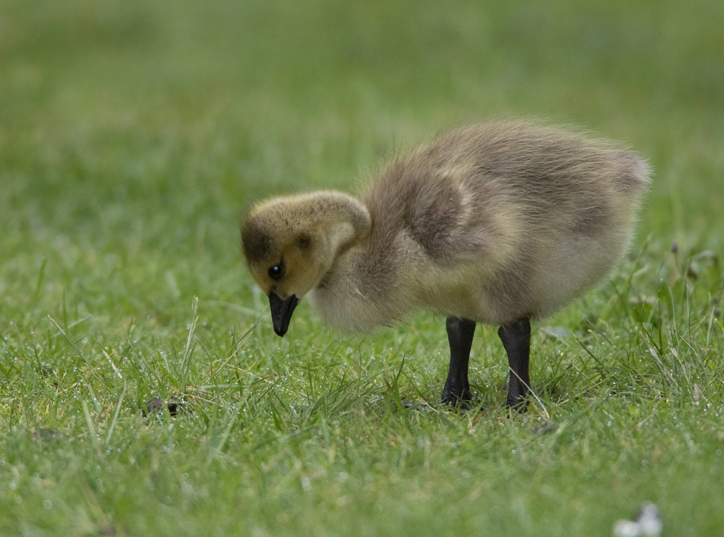 Square Birds 2022.2.13-21.jpg