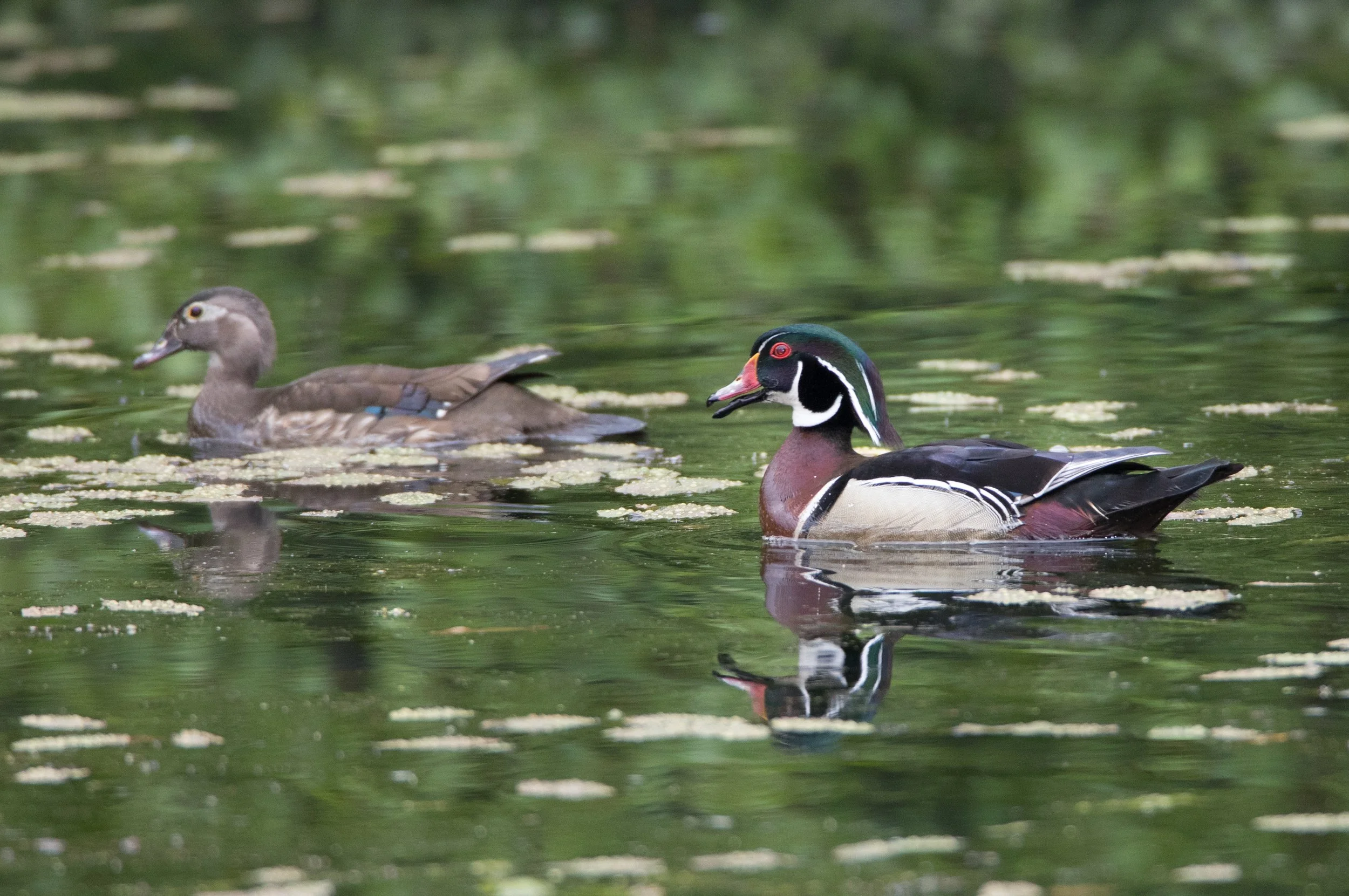 Square Birds 2022.2.13-19.jpg