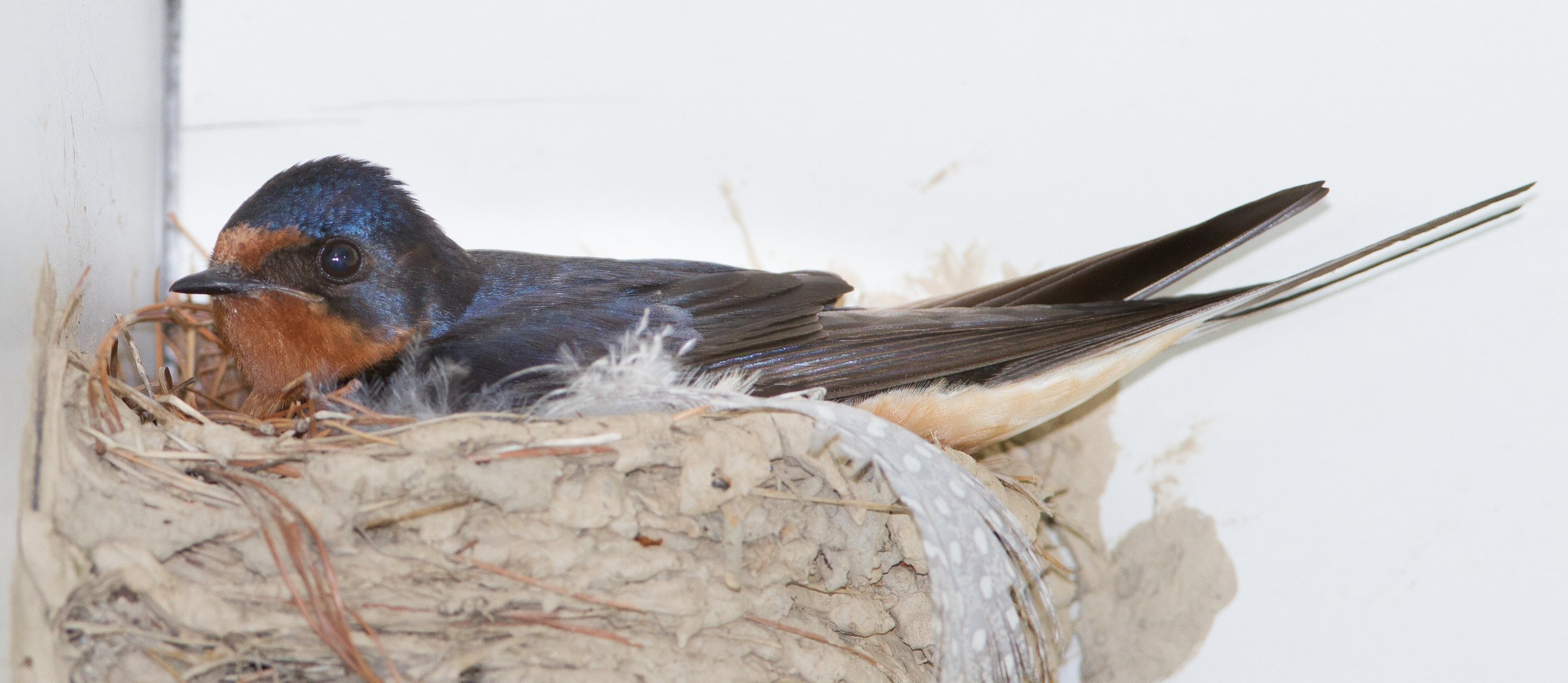 Square Birds 2022.2.13-39.jpg