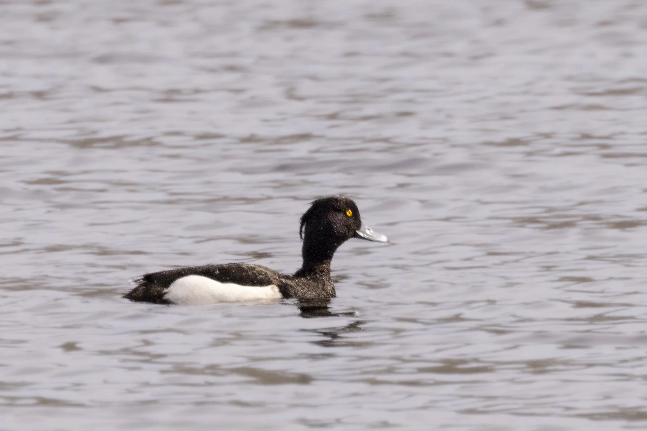 Tufted Duck 