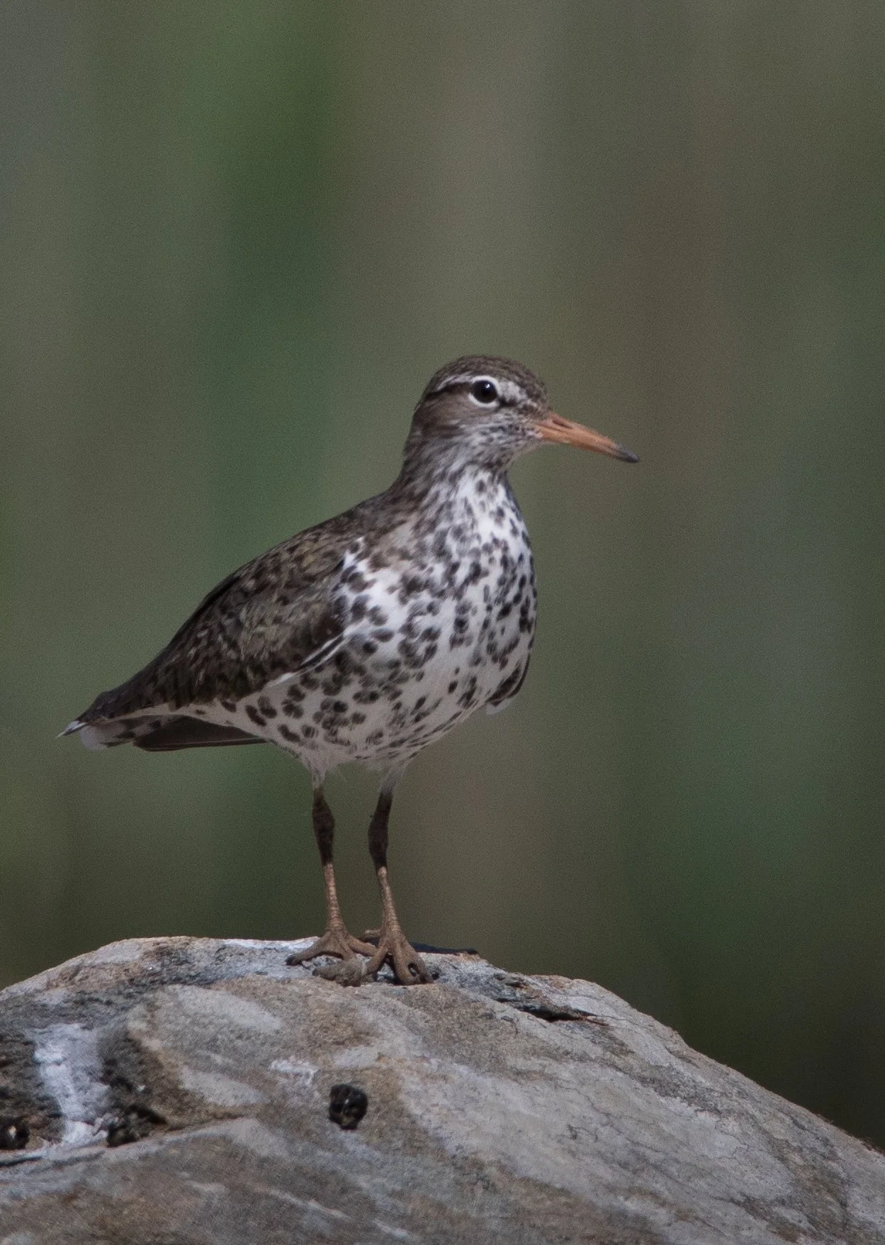 Square Birds 2022.2.13-11.jpg