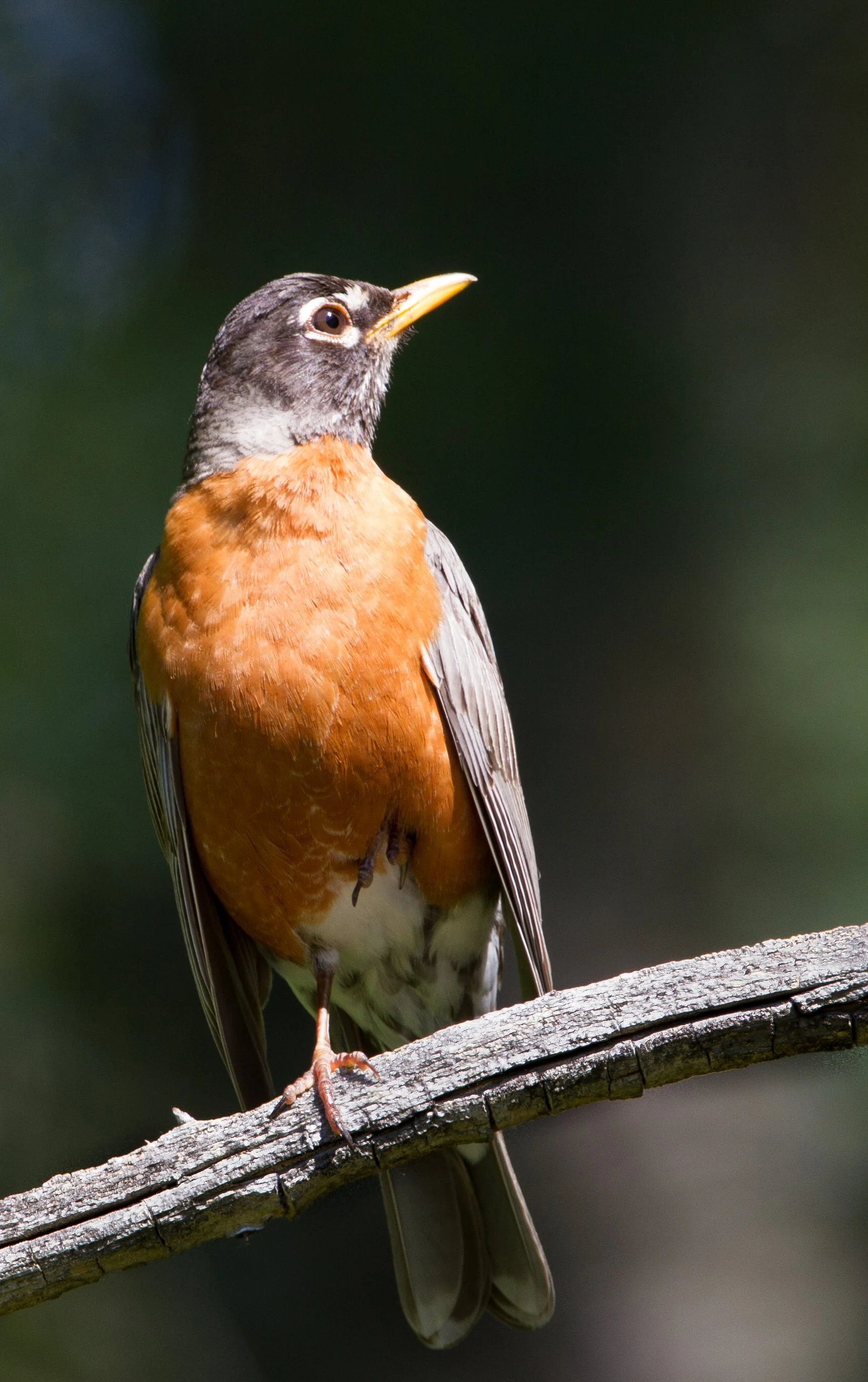 Square Birds 2022.2.13-45.jpg