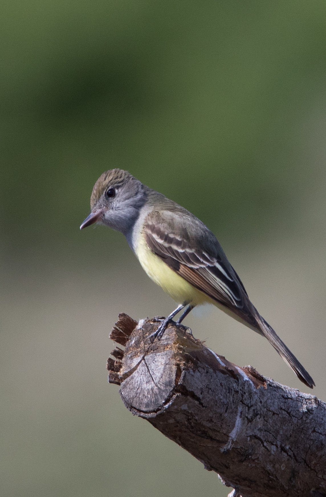 Square Birds 2022.2.13-9.jpg