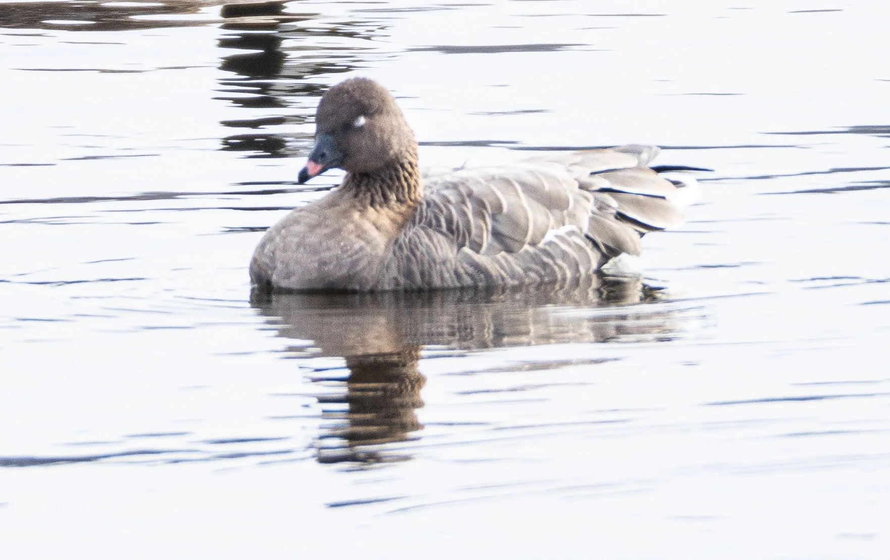 Square Birds 2022.2.13-53.jpg