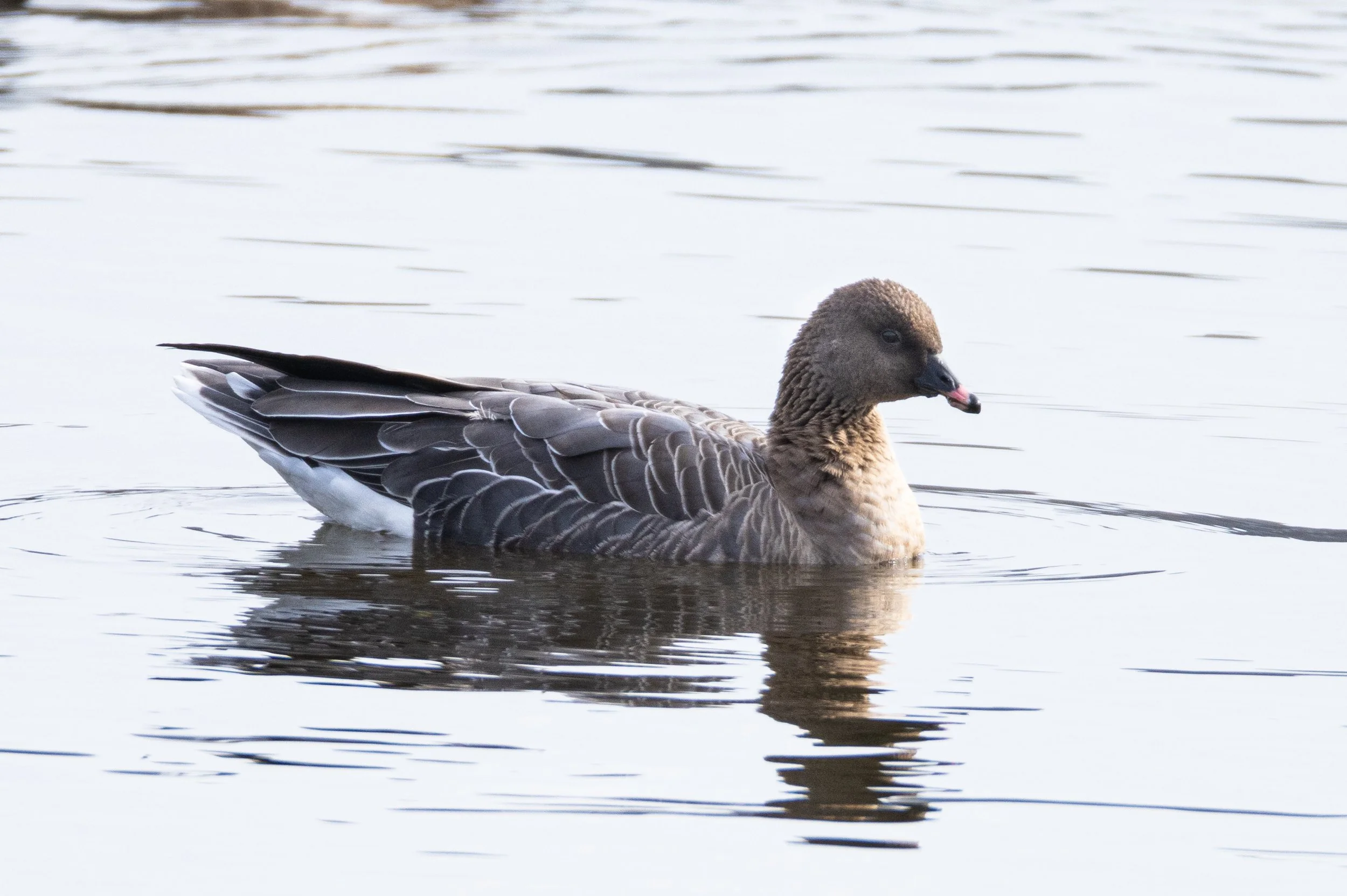 Square Birds 2022.2.13-50.jpg