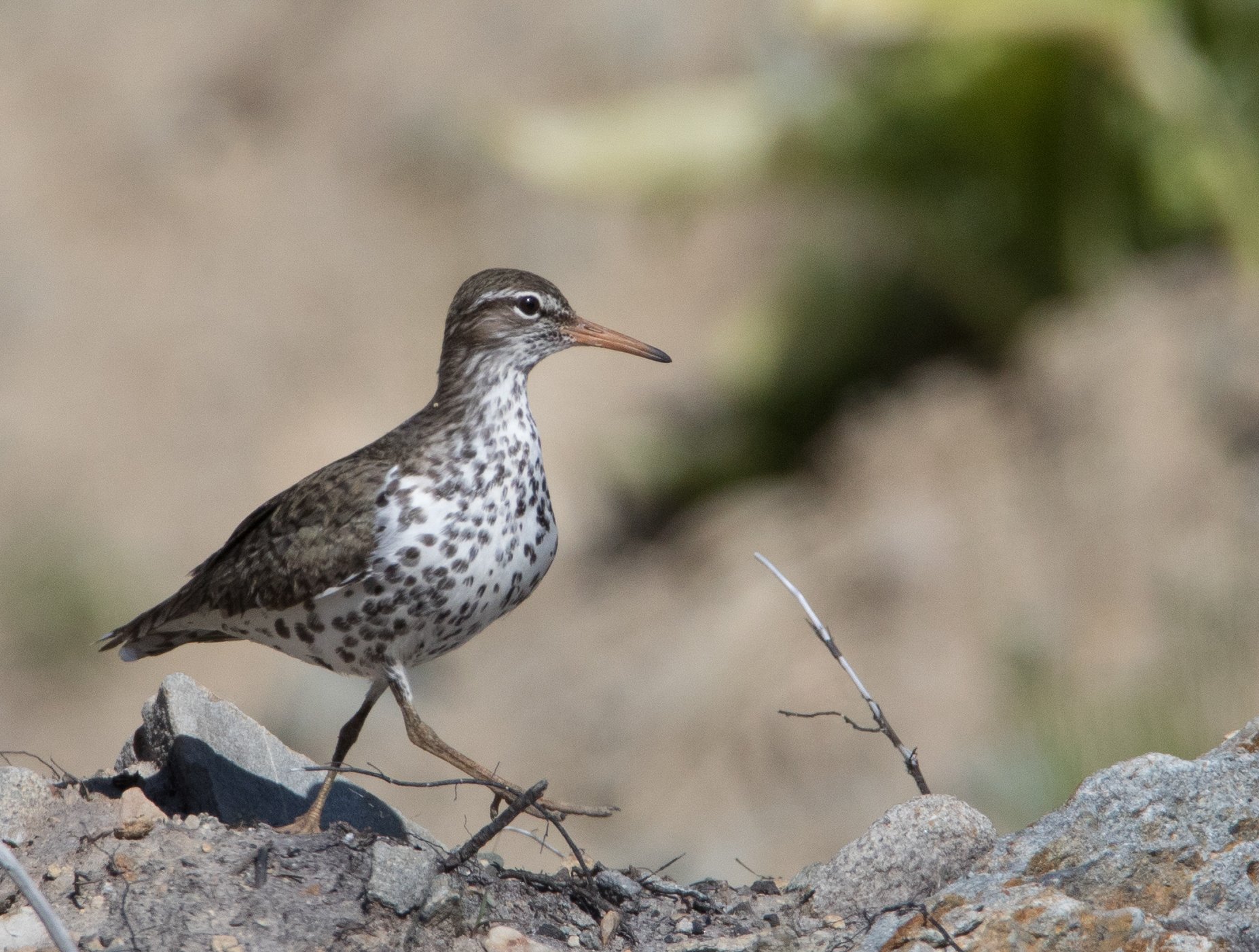 Square Birds 2022.2.13-5.jpg