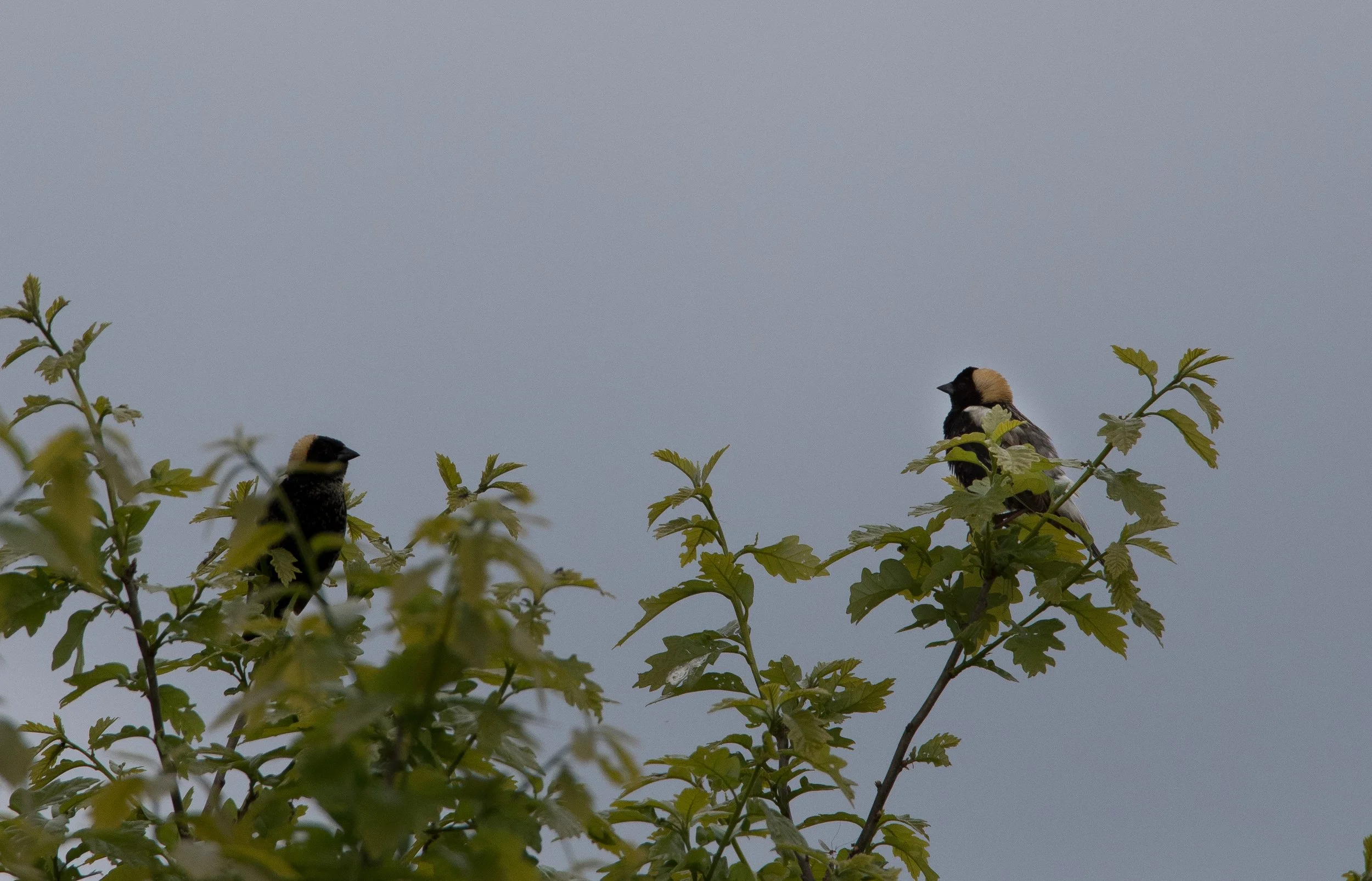 Square Birds 2022.2.13-22.jpg