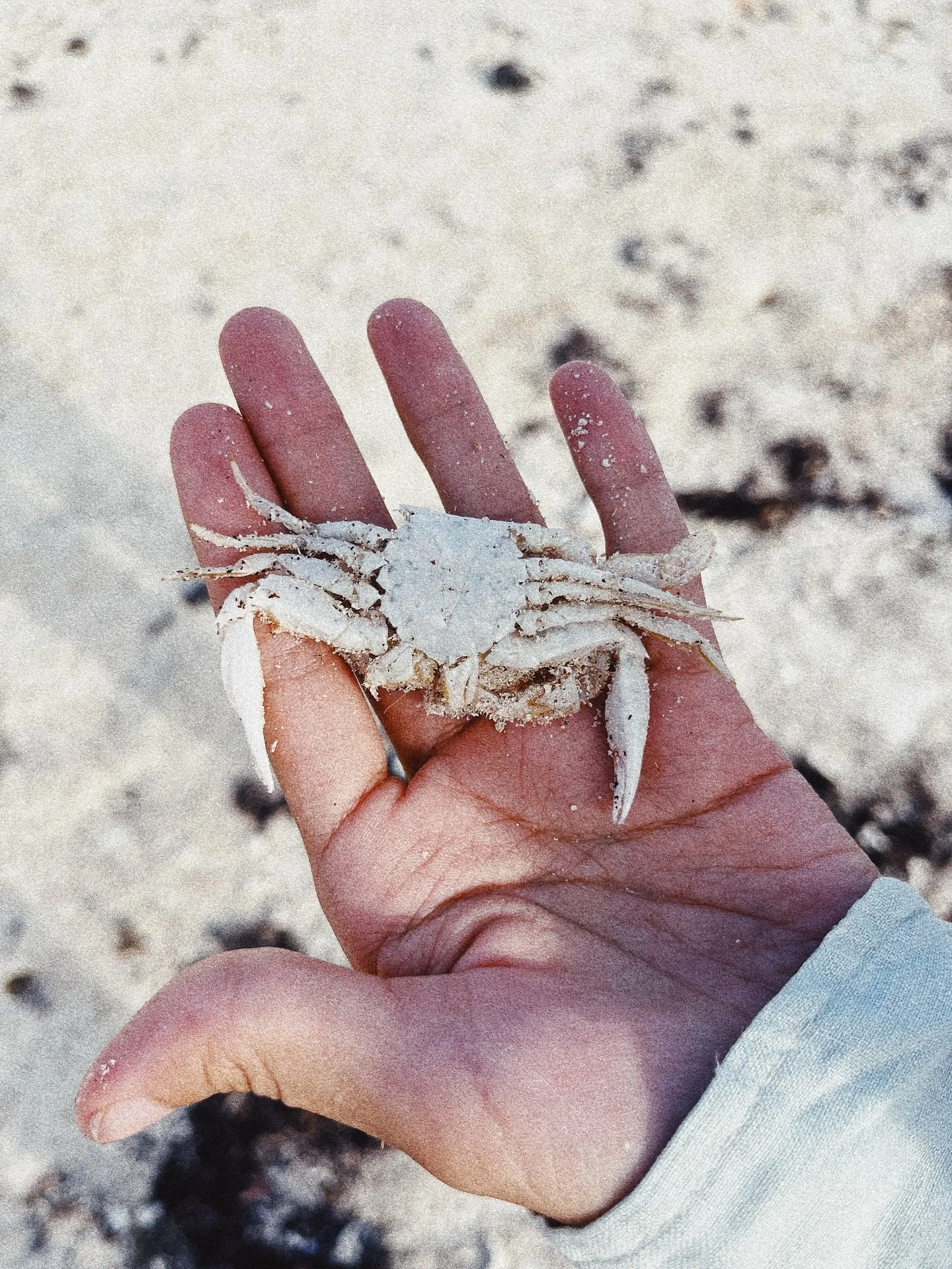 Cachitos de vivir 🦀🌴🐶🐈🍲
#weeklyfluff