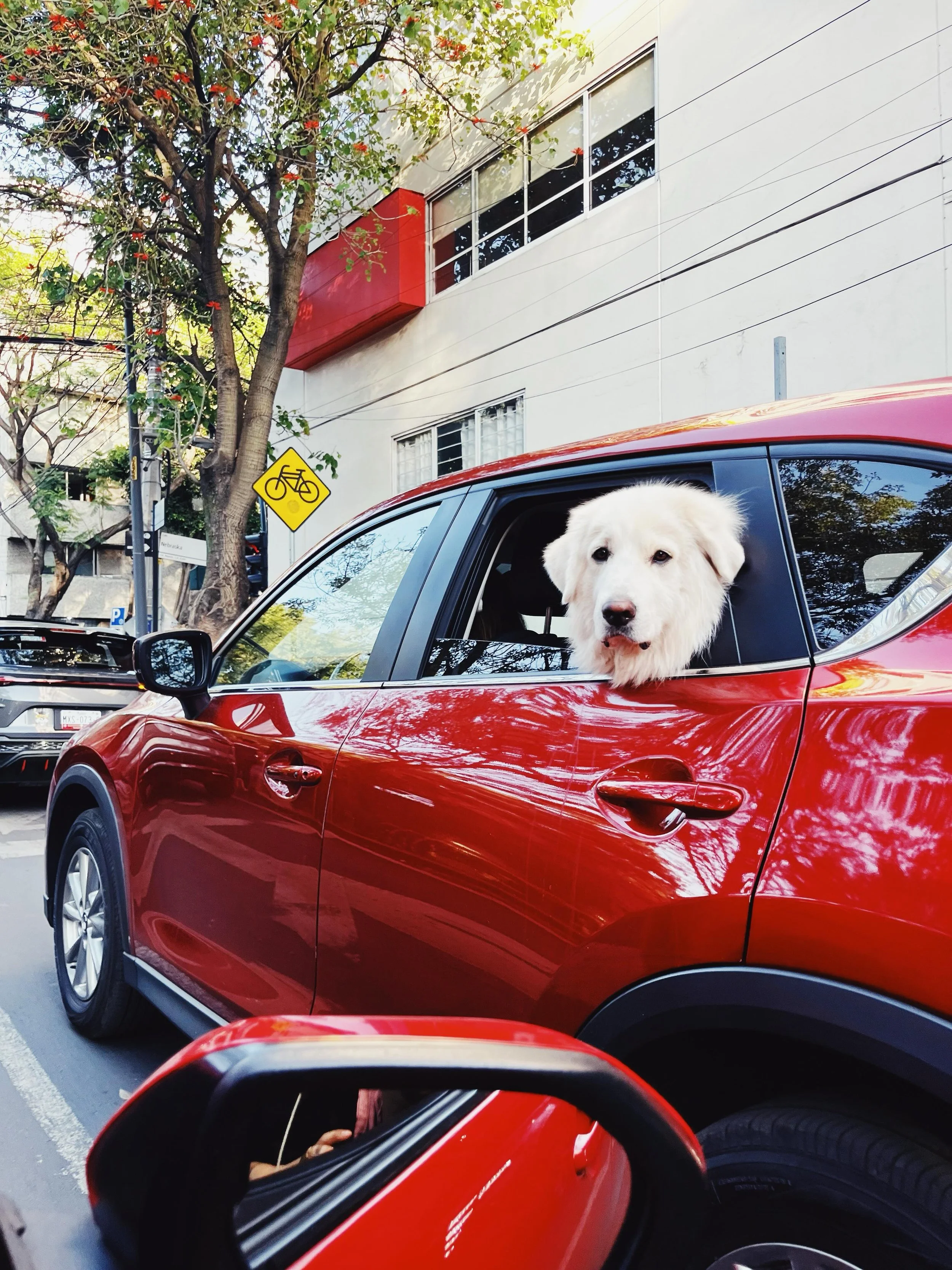 Cachitos de vivir 🦀🥣🥢🐶❤️
#weeklyfluff