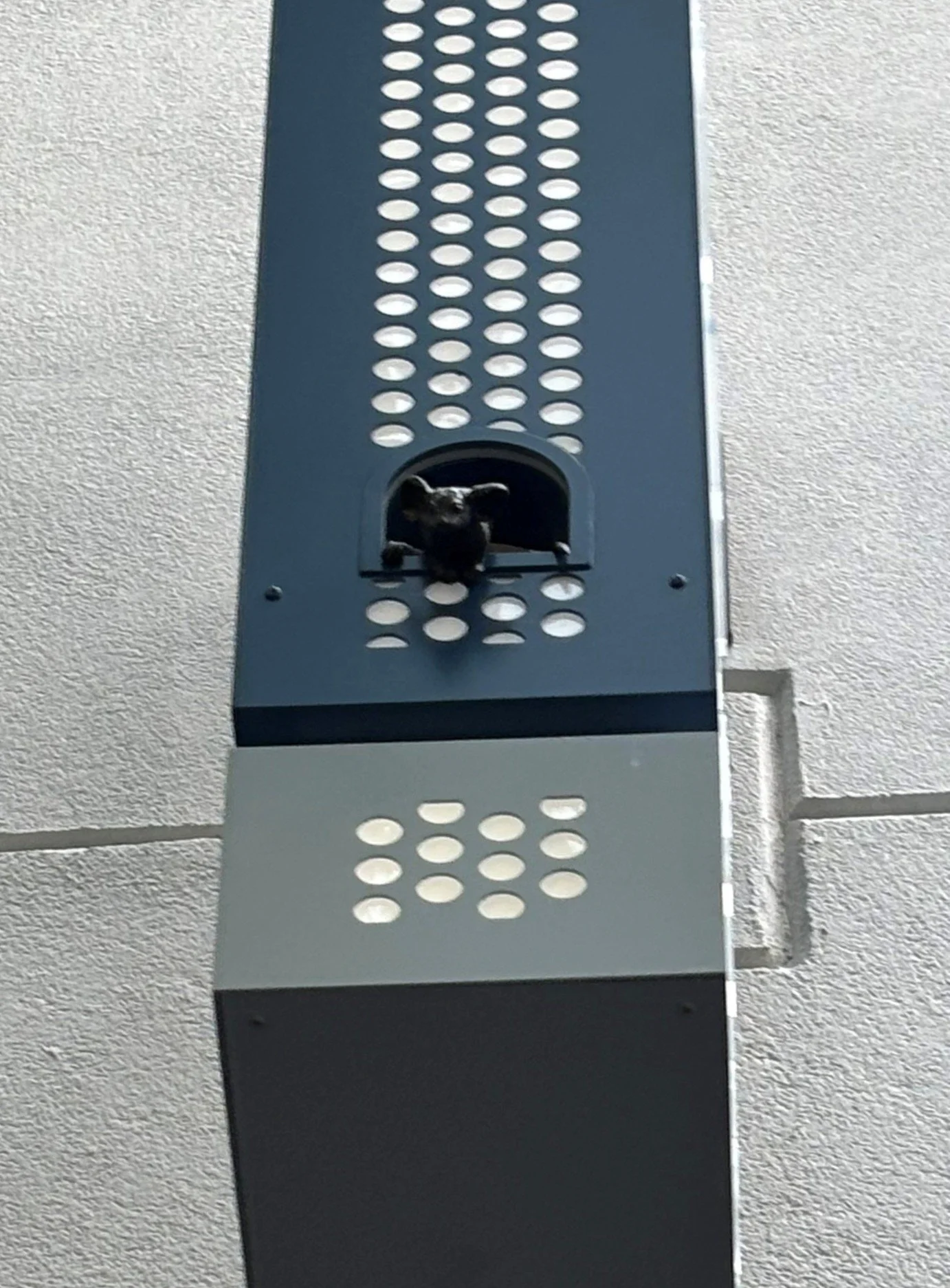 Millie the Mouse inside Main Street Labs sign