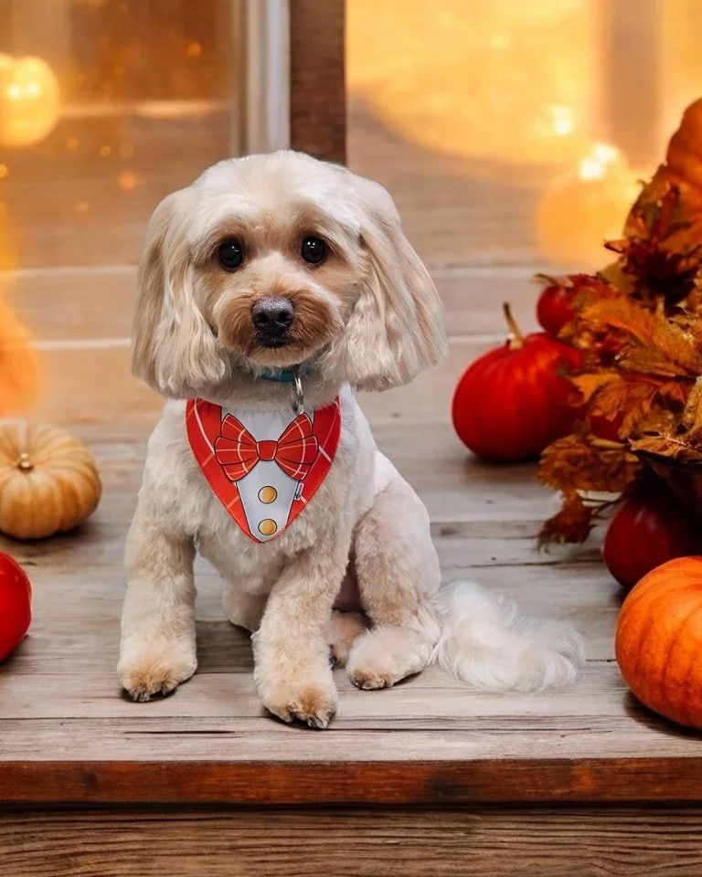 🦃🍂 Rowdy may be his name, but after his Thanksgiving Spaw Day, he&rsquo;s anything but! This handsome pup traded in his wild side for a fresh Bath and Style, leaving him looking as sharp as grandma&rsquo;s carving knife. 🛁✨

With his coat gleaming