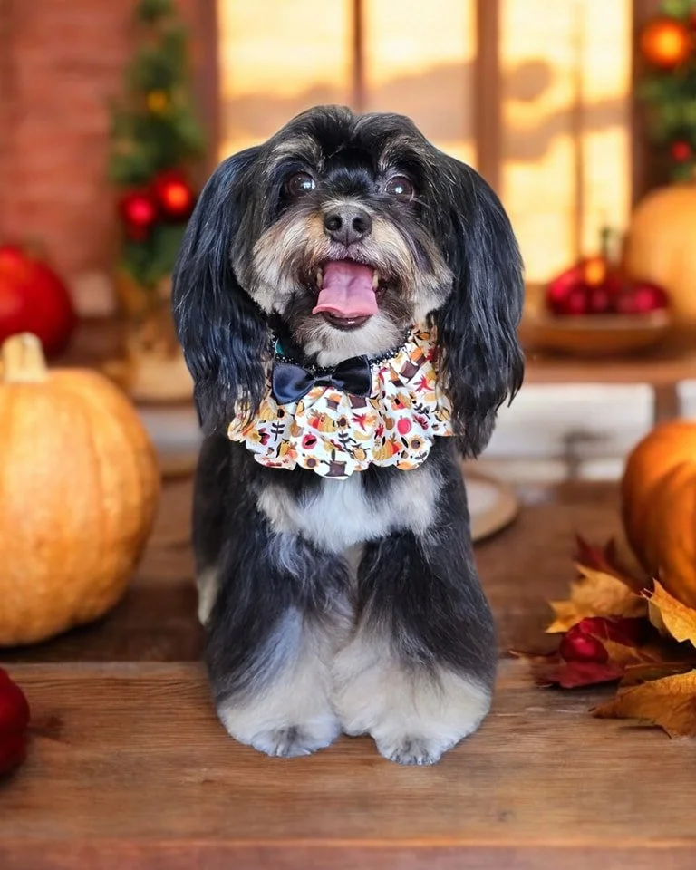🦃🍂 Sophie sashayed into Barkhaven for her Thanksgiving Spaw Day and left looking like the belle of the holiday ball! After a pampering Bath &amp; Style, her coat is silky smooth, her smile is sparkling, and she&rsquo;s ready to steal hearts faster 