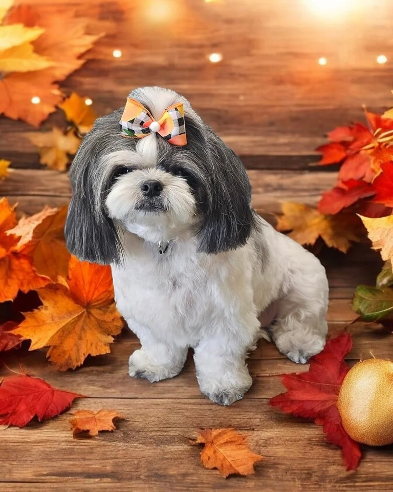 🦃🍂 Piper trotted into Barkhaven for her Thanksgiving Spaw Day and left looking fresher than a pumpkin pie straight out of the oven! After a soothing Bath, this sweet girl is all squeaky clean and ready to dazzle at the dinner table. 🛁✨

With her c