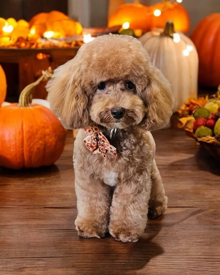 🍂🦃 Zuri stopped by Barkhaven for her Thanksgiving Spaw Day and left looking absolutely fur-tastic! After a relaxing Bath &amp; Style, this gorgeous girl is shining brighter than the holiday candles and ready to charm her way to an extra slice of tu