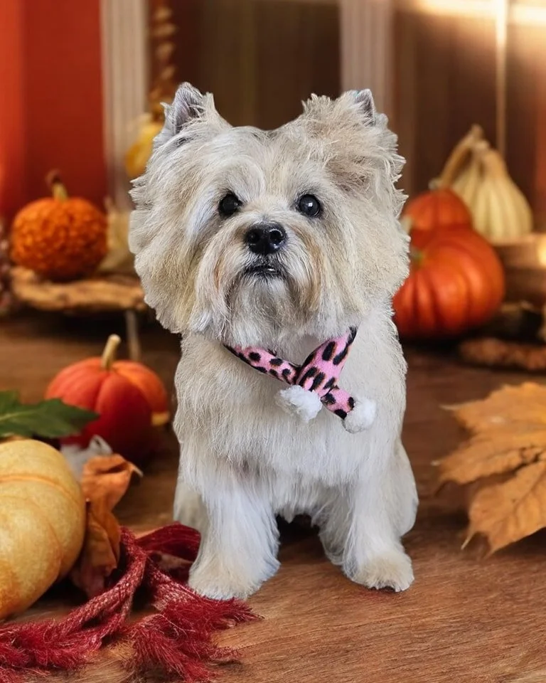 🦃🍁 Betsy waltzed into Barkhaven for her Thanksgiving Spaw Day and left looking paw-sitively perfect! After a luxurious Bath &amp; Style, her coat is soft as a dinner roll, and she&rsquo;s shining brighter than grandma&rsquo;s best silverware. 🛁✨


