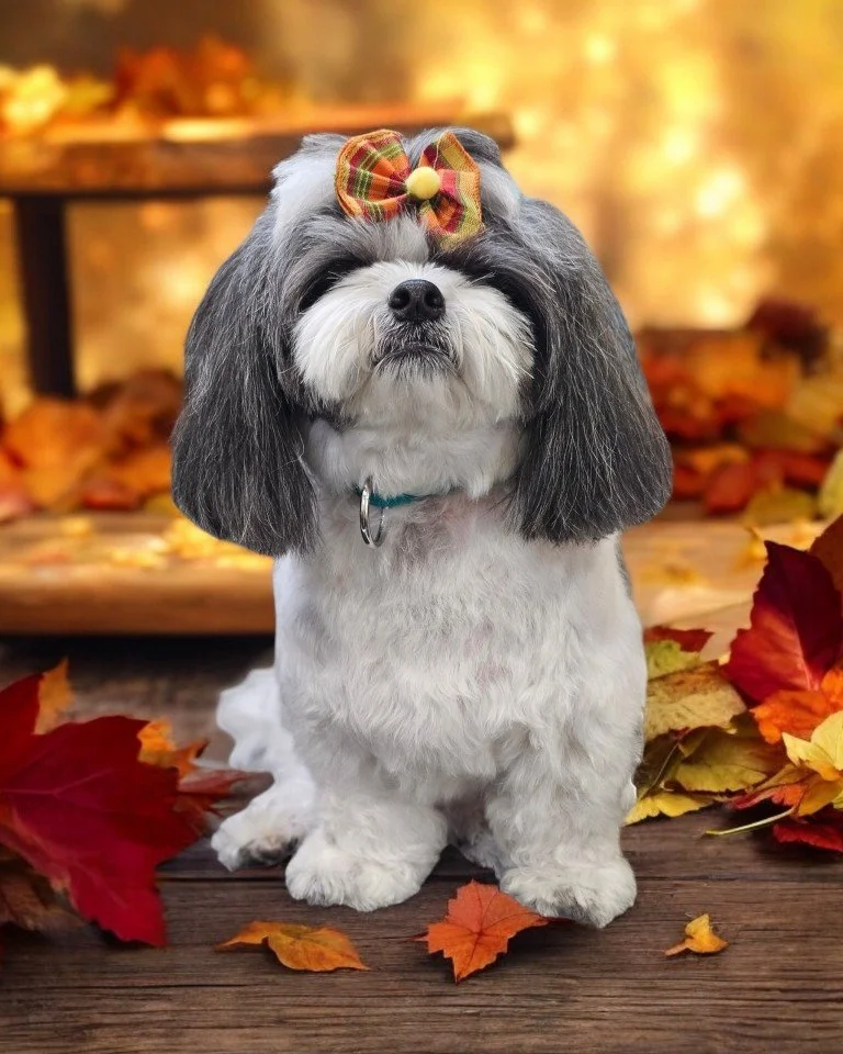 🦃✨ We fell a little behind last week on sharing photos, but we couldn&rsquo;t leave out these adorable Thanksgiving spaw day cuties! 🛁🍂 Here&rsquo;s a quick photo dump of all our furry friends looking their festive best.

🎄❤️ Christmas photos sta