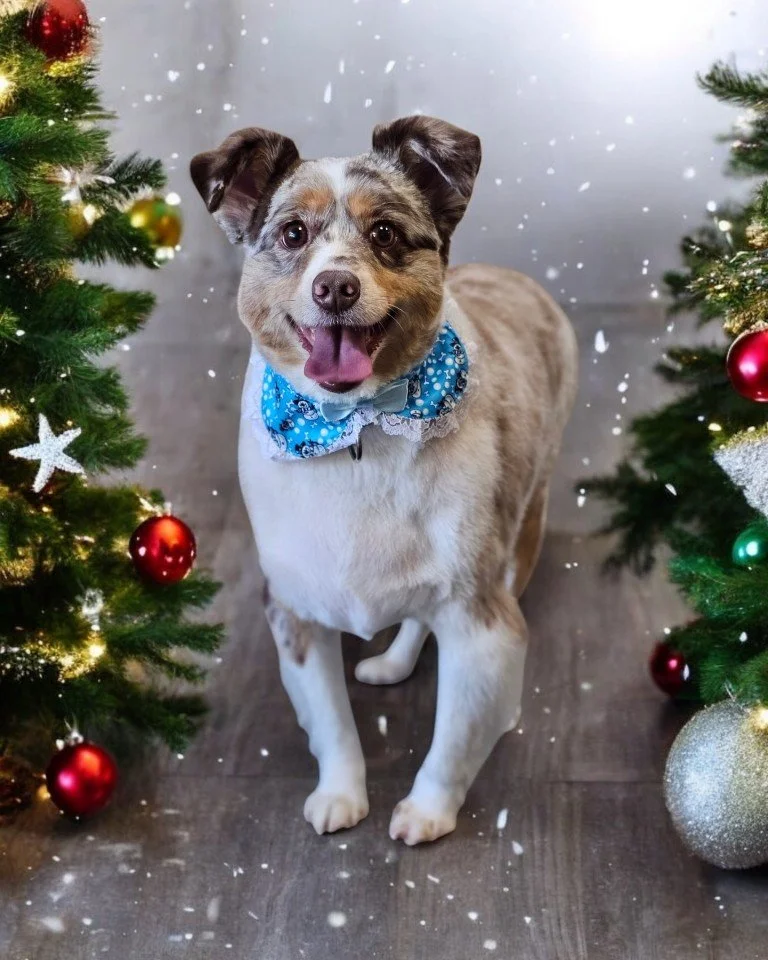 🎄✨ Molly's Holiday Glow-Up! ✨🎄

Miss Molly came in for her holiday spaw day, and now she&rsquo;s sleighing her Bath and Style look! With her coat soft as snow and her festive spirit shining bright, she&rsquo;s ready to be the star under the Christm