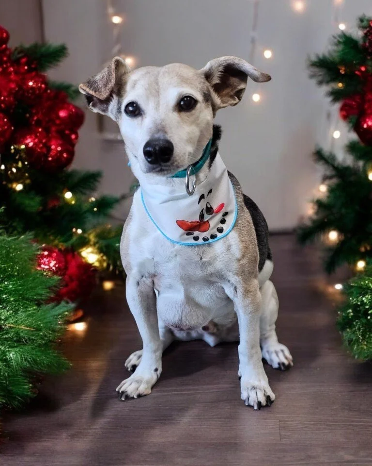 🎅✨ Buddy&rsquo;s Holiday Bath Bliss! ✨🐾

Buddy stopped by for his holiday spaw day, and now he&rsquo;s fresh, fluffy, and festive! With his coat as clean as a winter wonderland, he&rsquo;s ready to snuggle up by the fire and wait for Santa Paws. 🎄