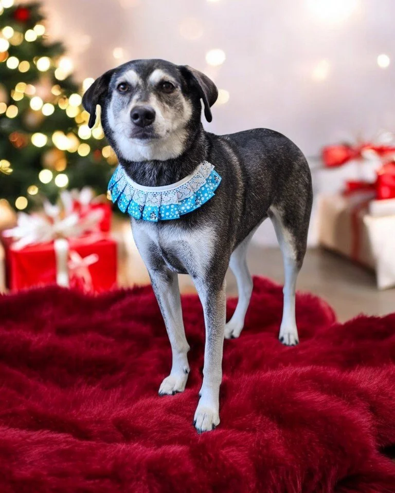 ✨🎄 Lucy Rose&rsquo;s Festive Fluff-Up! 🎄✨

Sweet Lucy Rose came in for her holiday Bath &amp; Deshed, and she&rsquo;s looking paw-sitively fabulous! With her silky, shed-free coat, she&rsquo;s ready to dazzle at every holiday gathering (and leave n