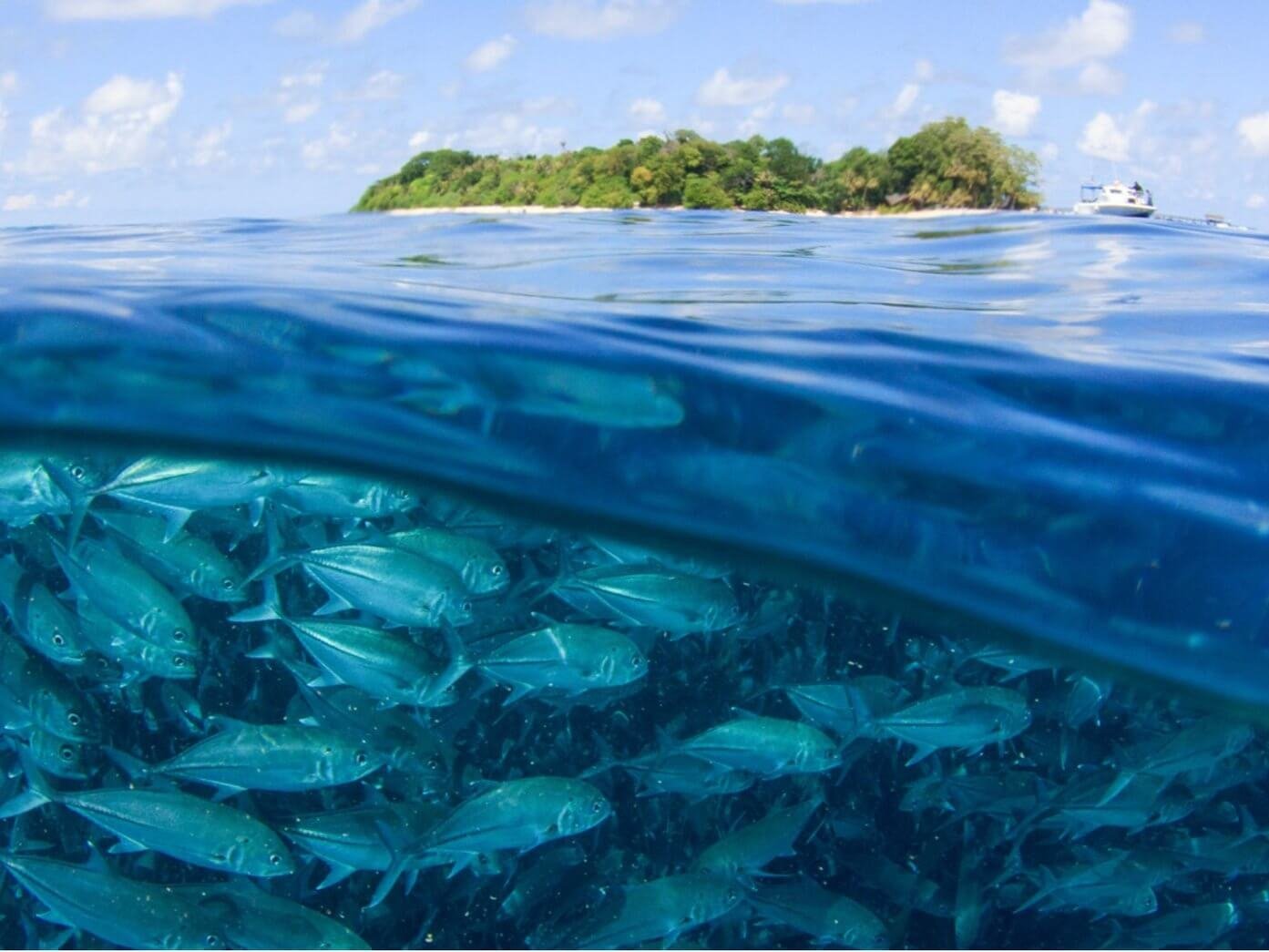 Ocean’s Fresh Thinking