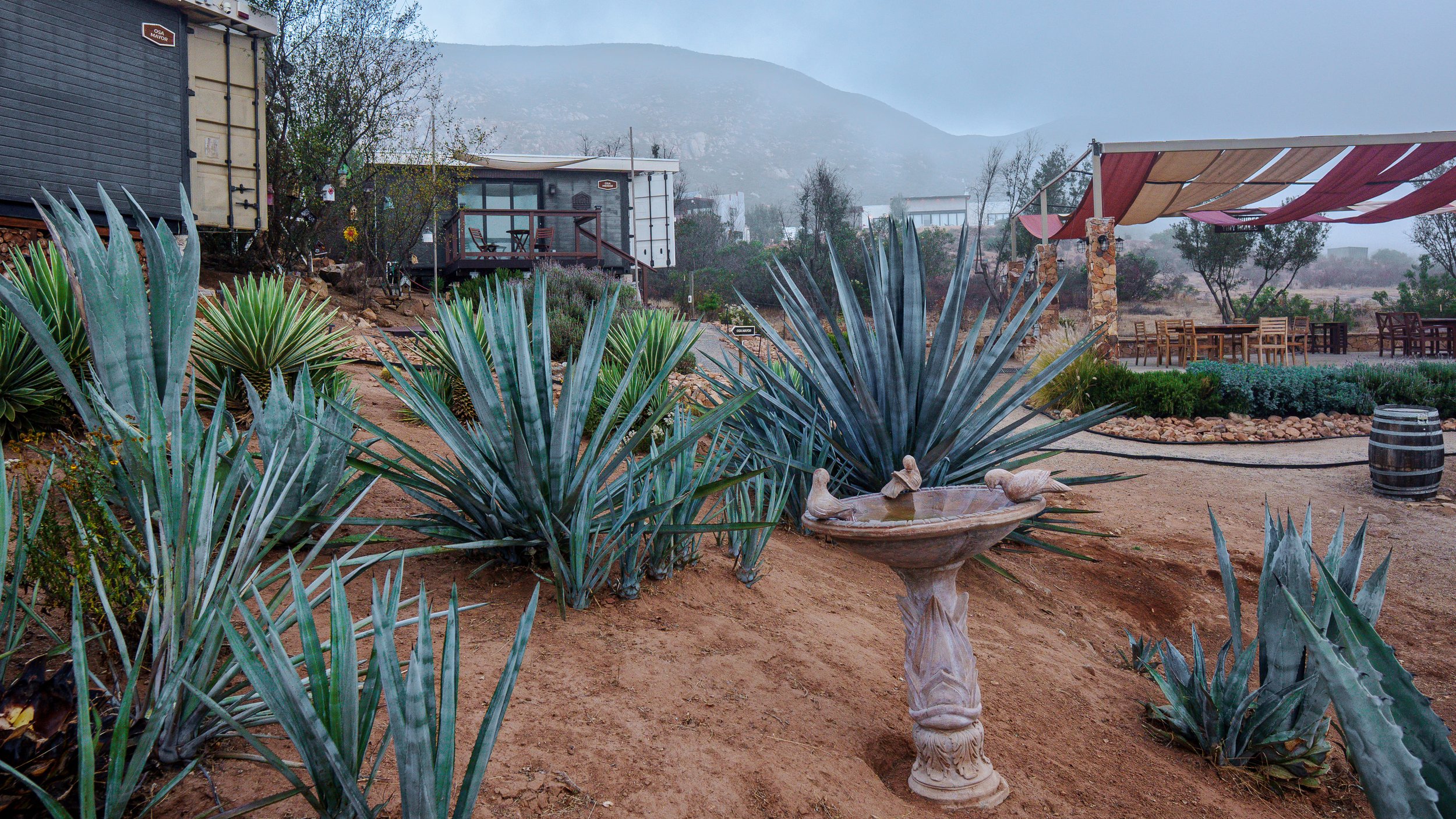 A desert garden with agave plants, a bird bath, and outdoor seating area under a canopy, with mountains in the background.