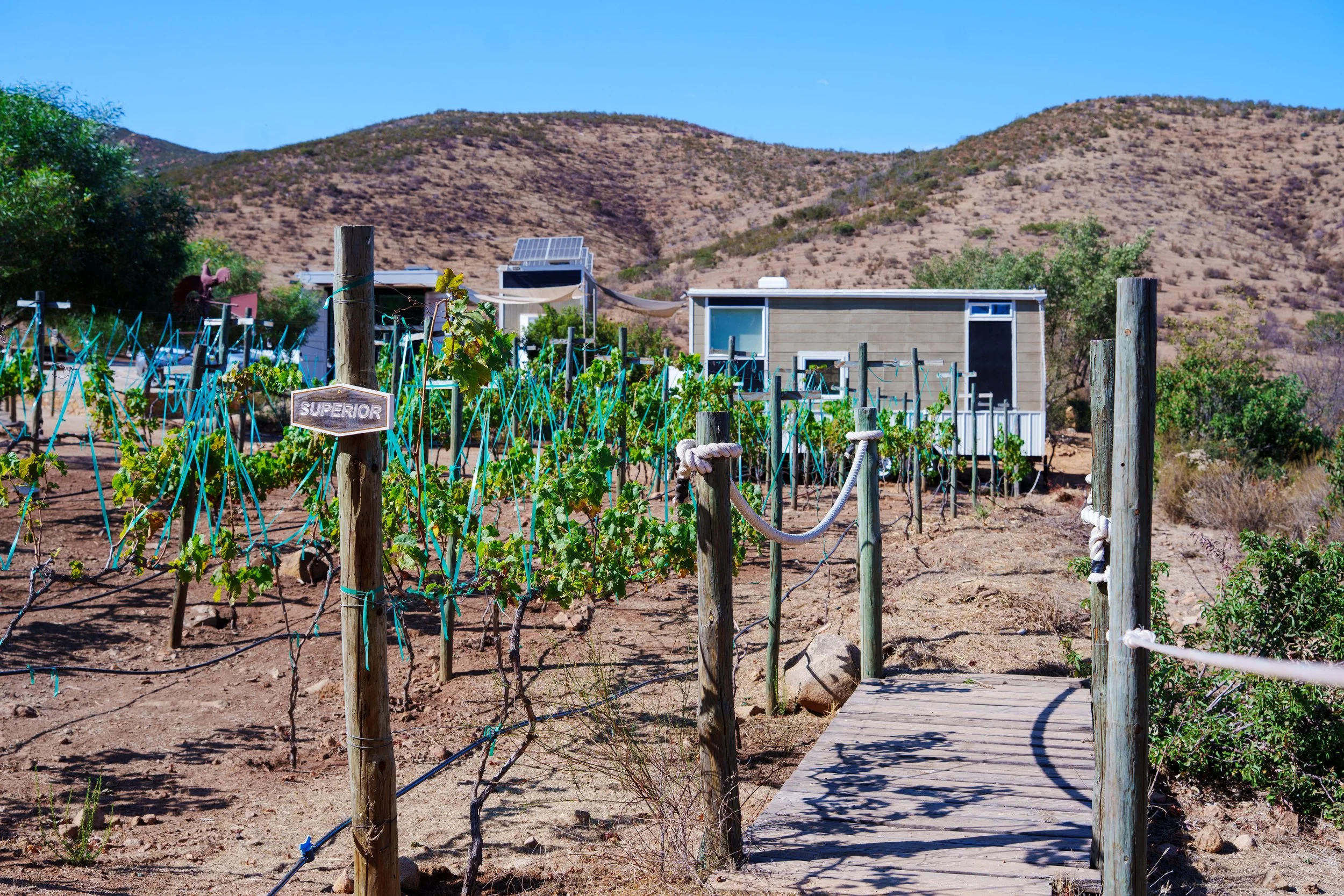 A small vineyard with green grapevines supported by blue ties, a wooden pathway with a white rope railing, rustic buildings, and rolling arid hills under a clear blue sky.