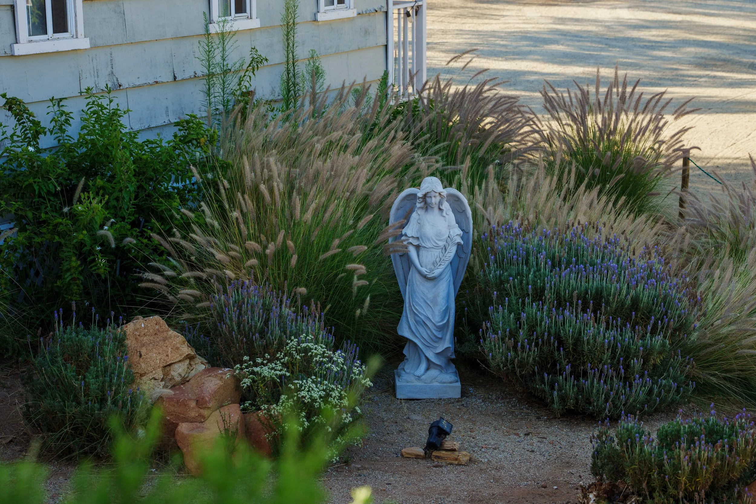 A garden scene with a white statue of an angel among purple flowers and green plants, near a house with white trim and windows.