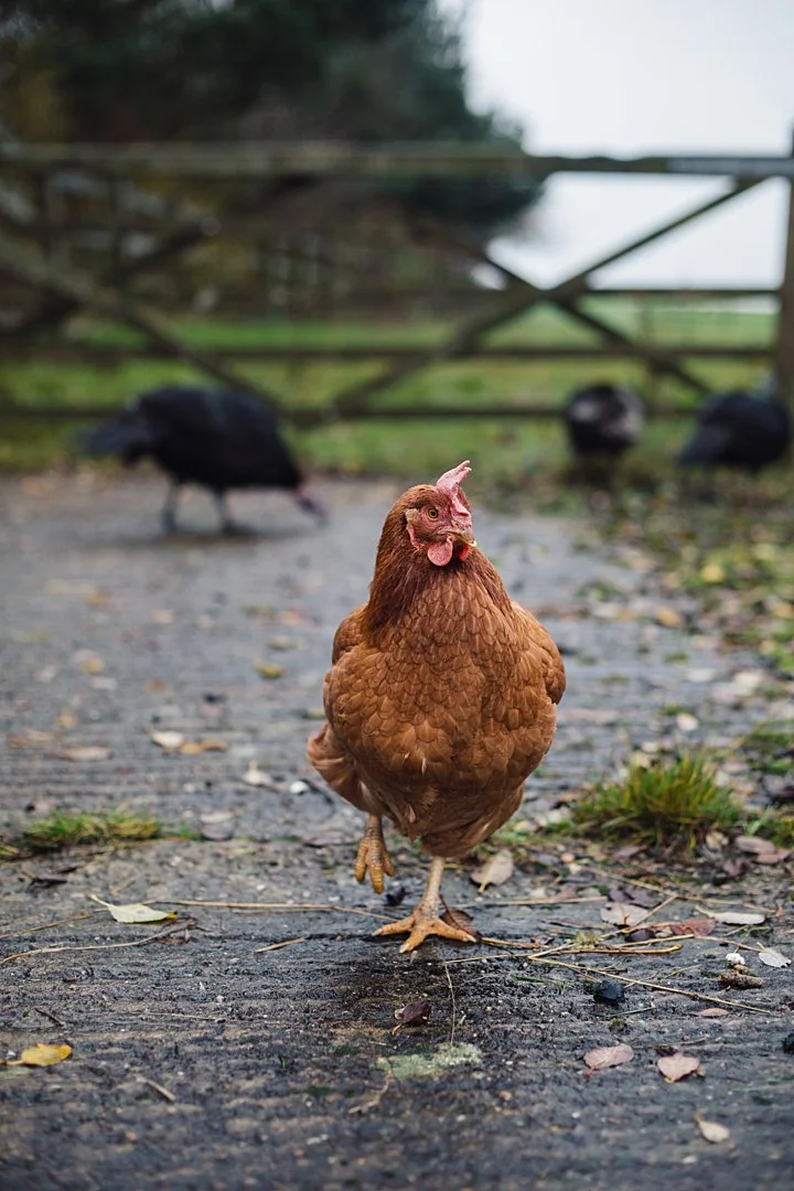 Camila, rescued from the egg industry where she lived as a 'battery hen', walks around outside at Surge Sanctuary. Nottingham, Nottinghamshire, United Kingdom, 2020. Tom Woollard / We Animals 