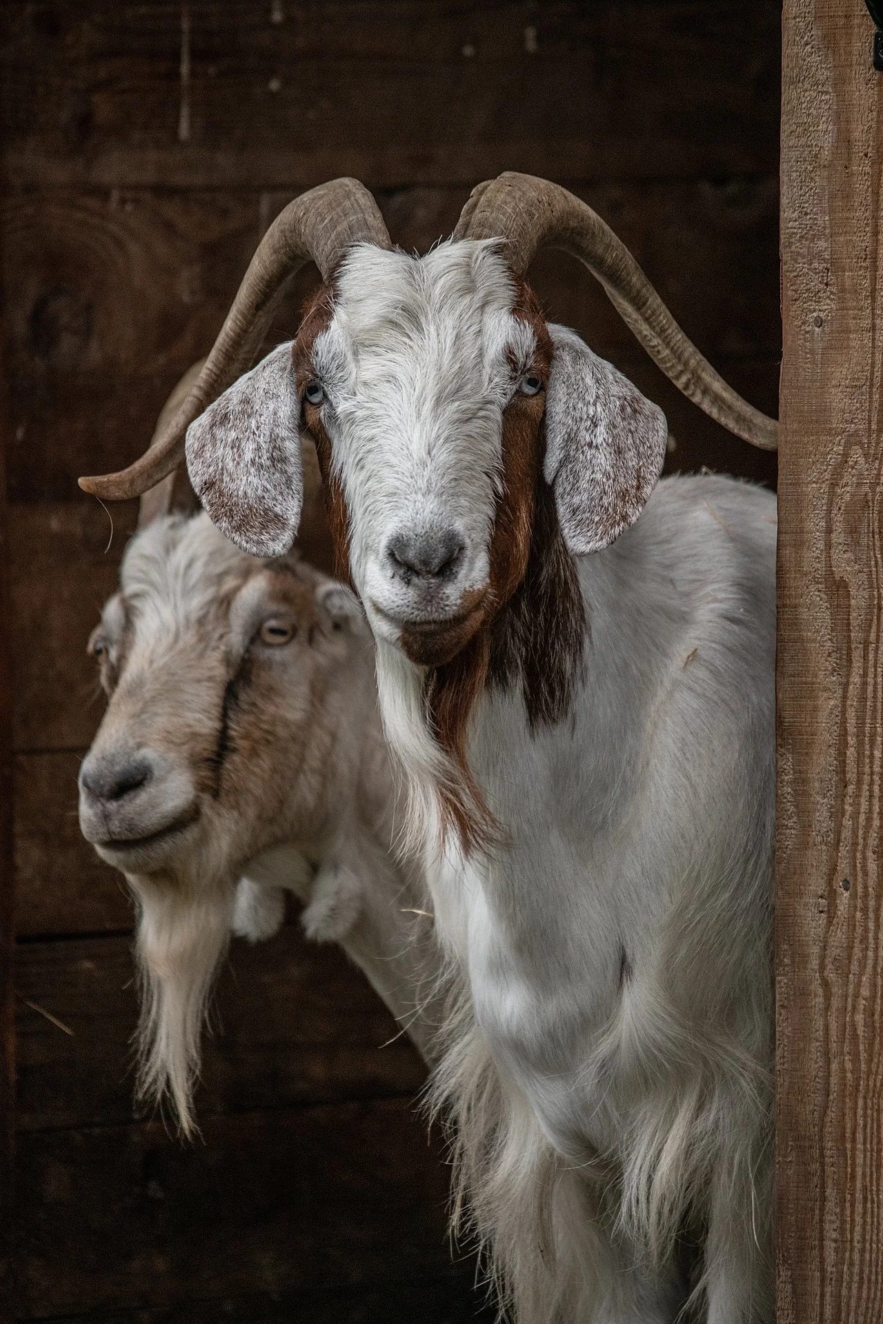 Goats look out onto a pasture from a barn at Wildwood Farm Sanctuary & Preserve. Newberg, Oregon, USA, 2021. Jo-Anne McArthur / We Animals 