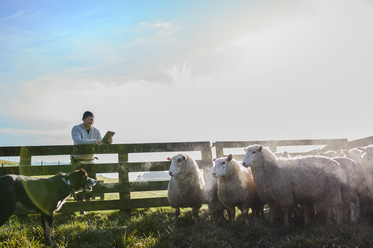 Charlie2(sheep)-343.png