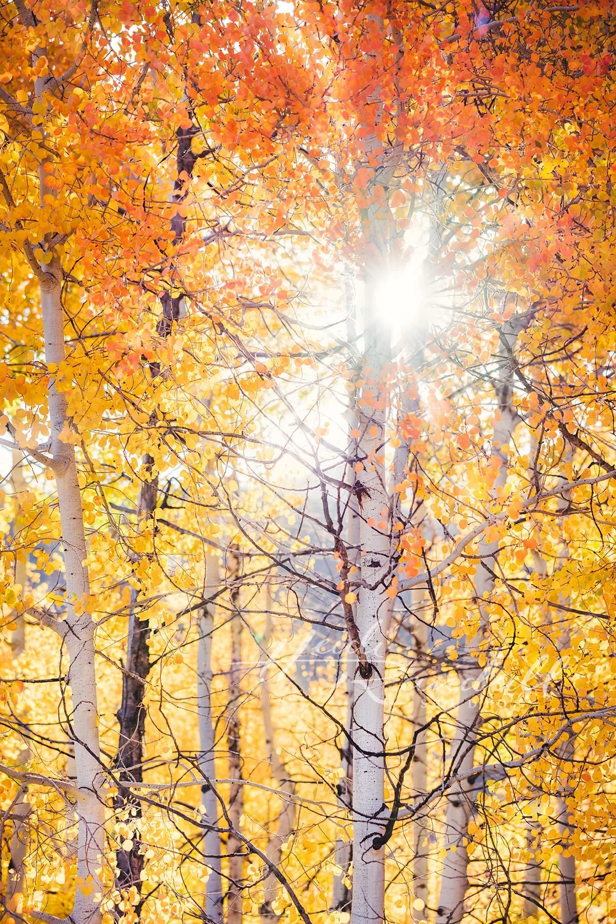 QuakingAspenSunlight-web.jpg