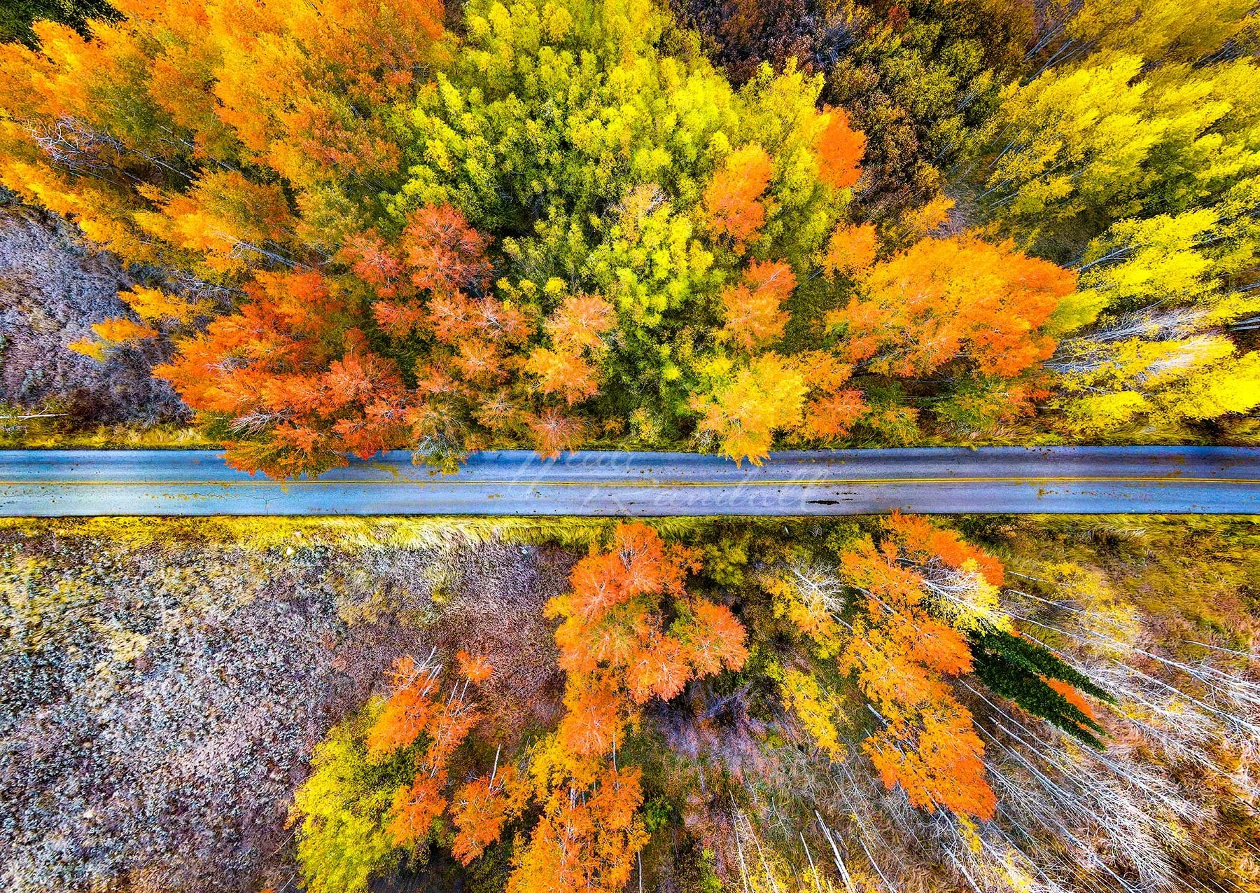 AspenRoad-AutumnAspenPhoto-UtahFallLandscape-HeidiRandallStudios-web.jpg