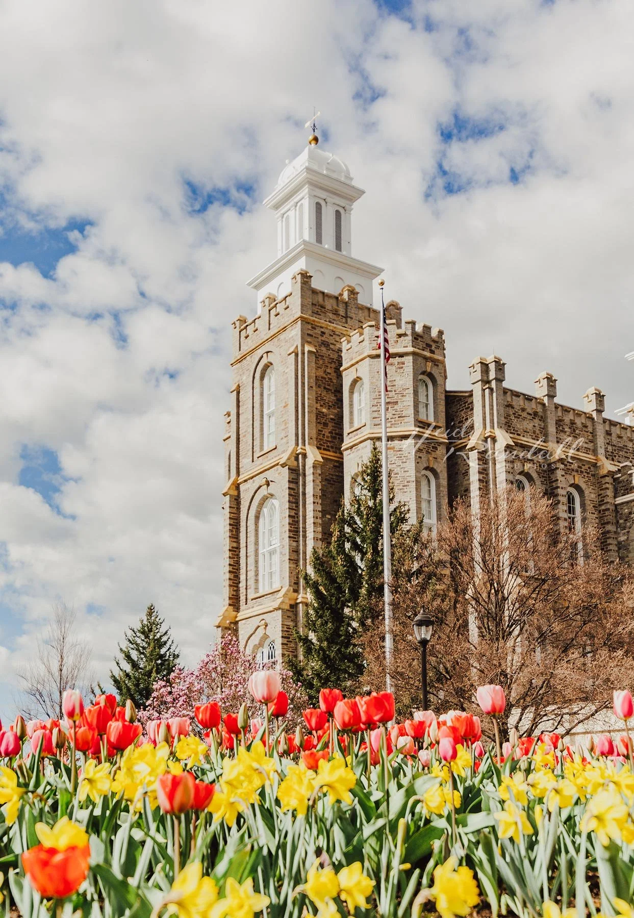 04-LoganTempleTulips-2-2-web.jpg