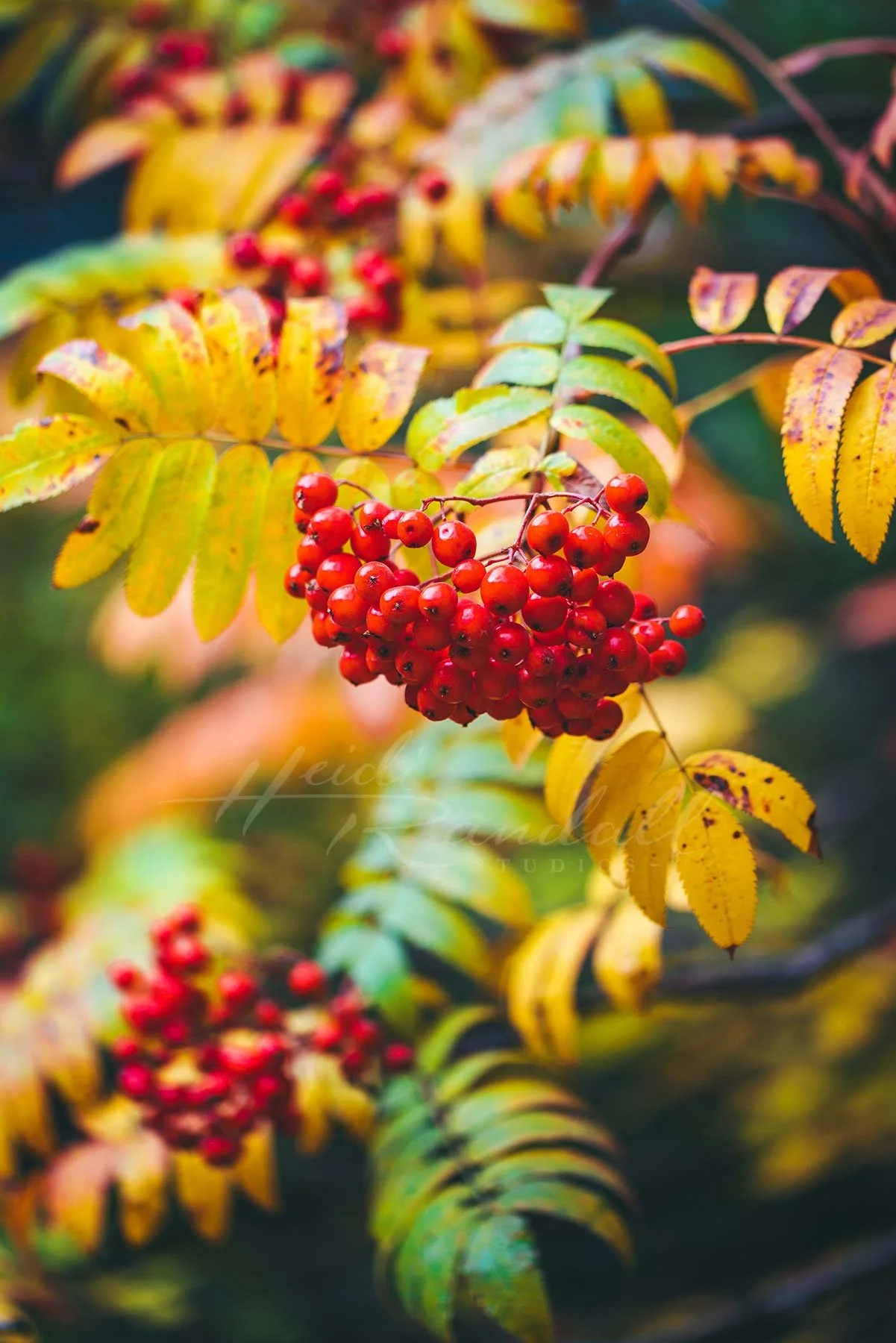 MountainAshTreeAutumn-LoganUtahFallPhoto-HeidiRandallStudios-web.jpg