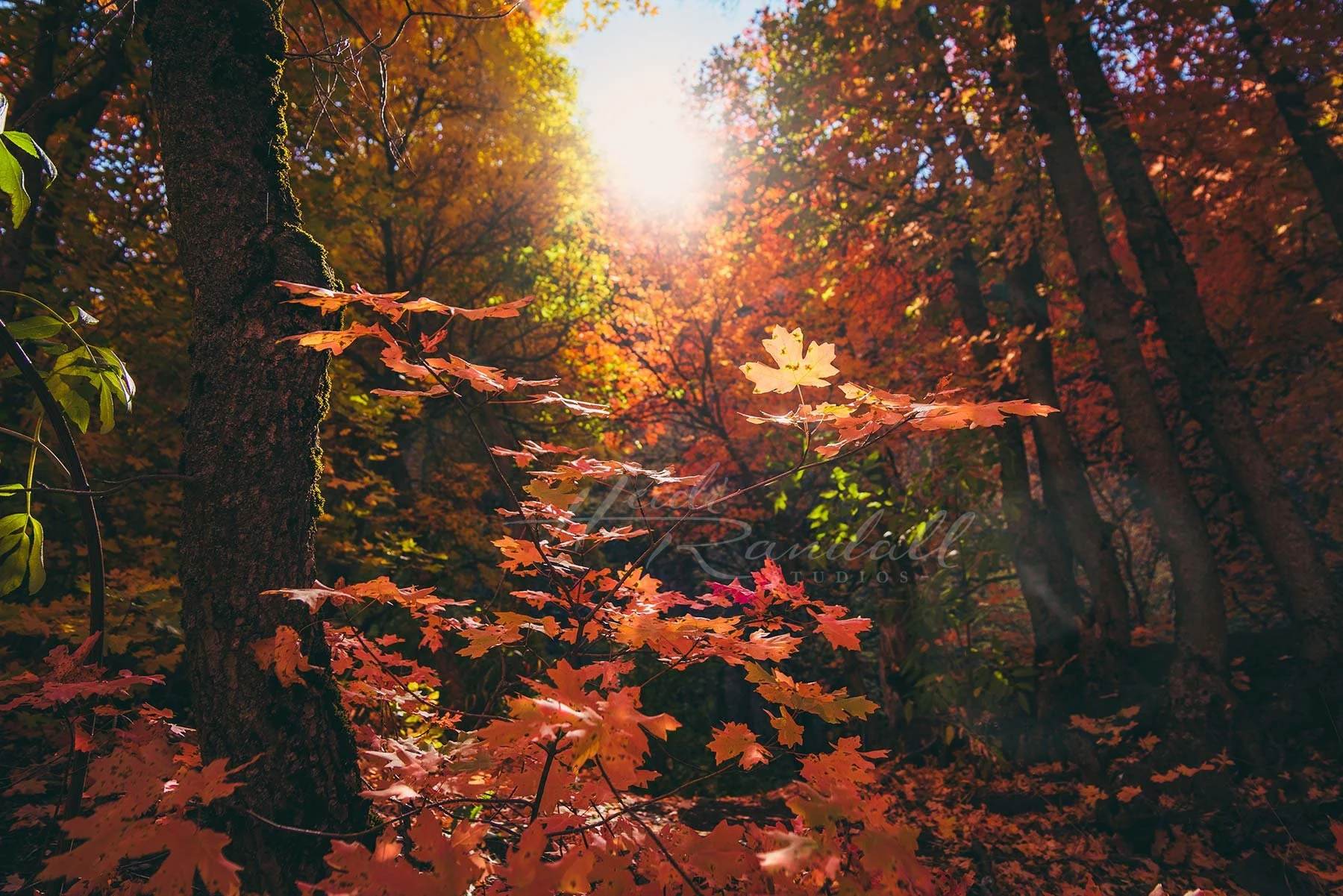 MapleLeafReach-AutumnLeafPhoto-HeidiRandallStudios-web.jpg