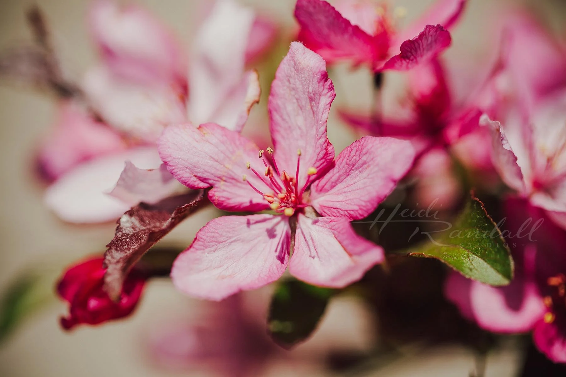 SpringBloom-HeidiRandallStudios-web2.jpg