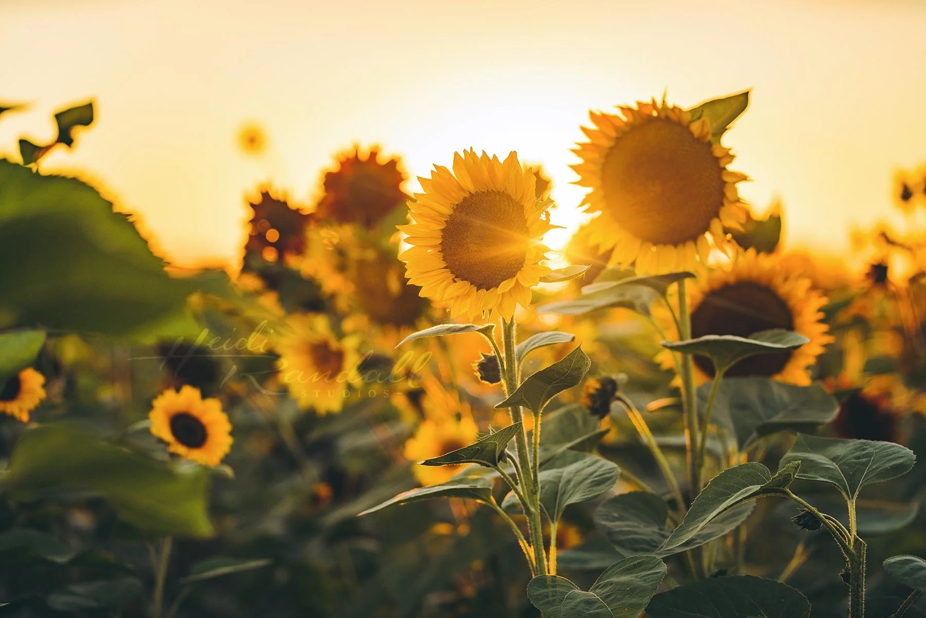FallSunflowerSunset-web.jpg