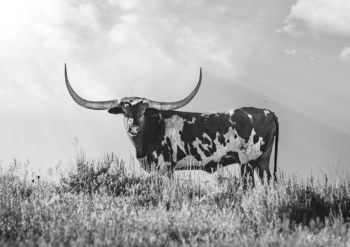YosemiteSamLonghorn-web.jpg