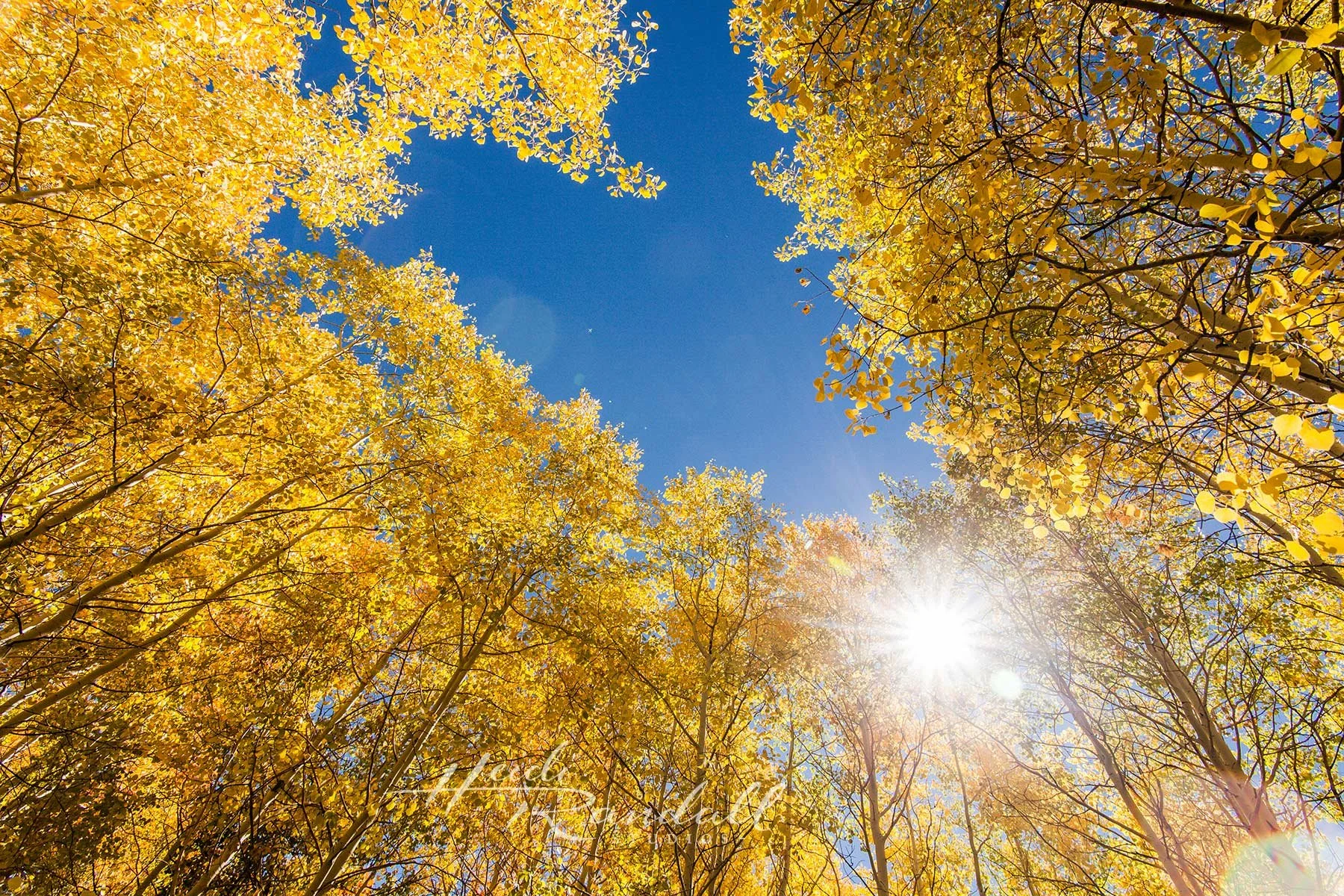 AspenFreedom-MantiUtah-HeidiRandallStudios-web.jpg