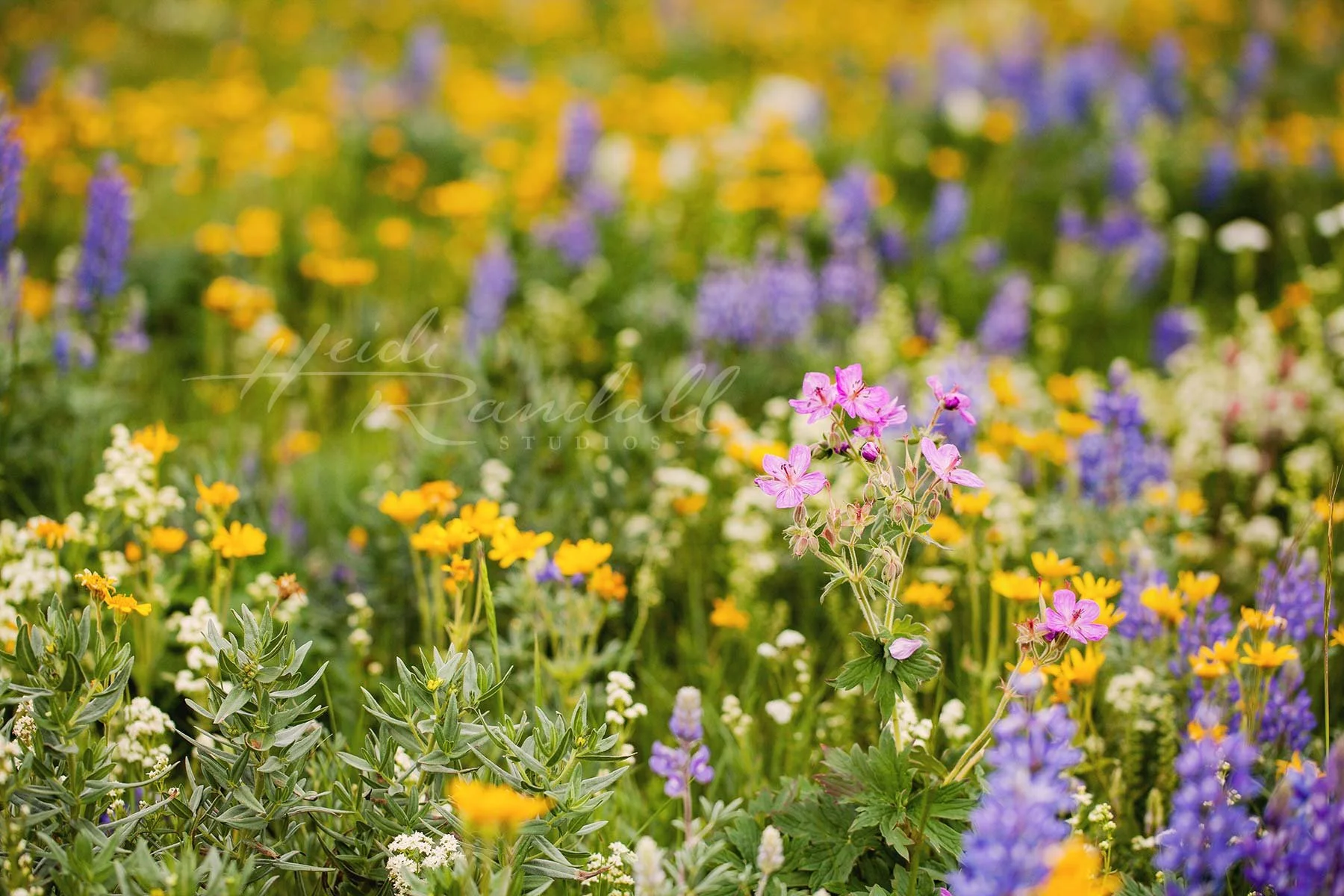 Wildflower Fields-MountainWildflowerphoto-MontanaWildflowers-WatertonLakesWildflowers-HeidiRandallStudios-web.jpg