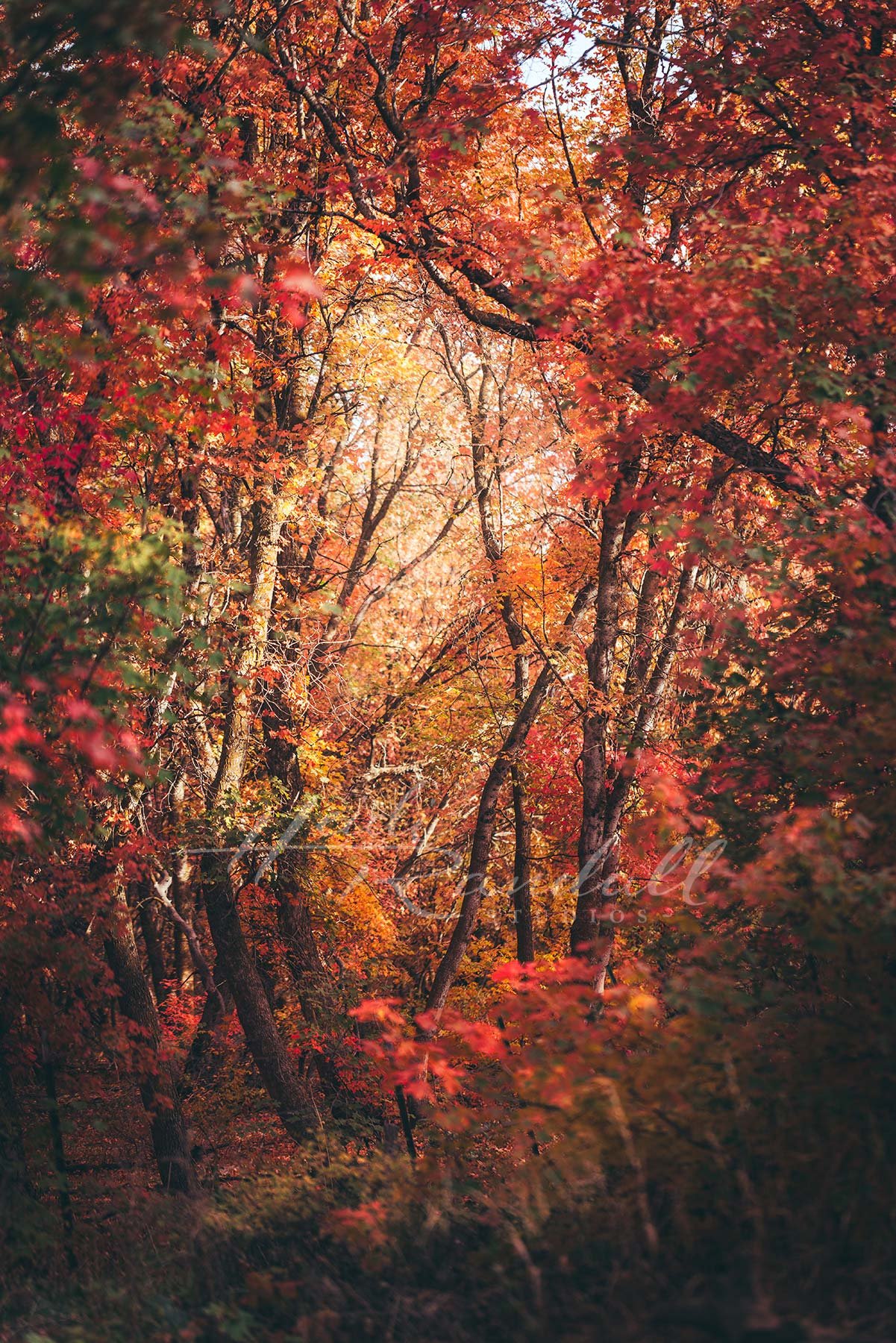 AutumnMaples-MapleFallPhoto-MapleFallLeaves-HeidiRandallStudios-web.jpg