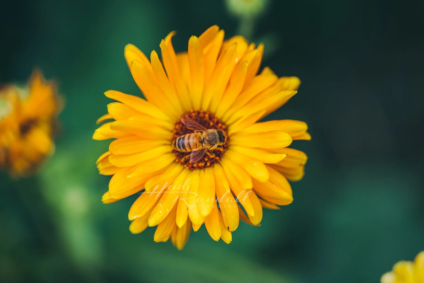 HoneyBeeCalendula-HeidiRandallStudios-web.jpg