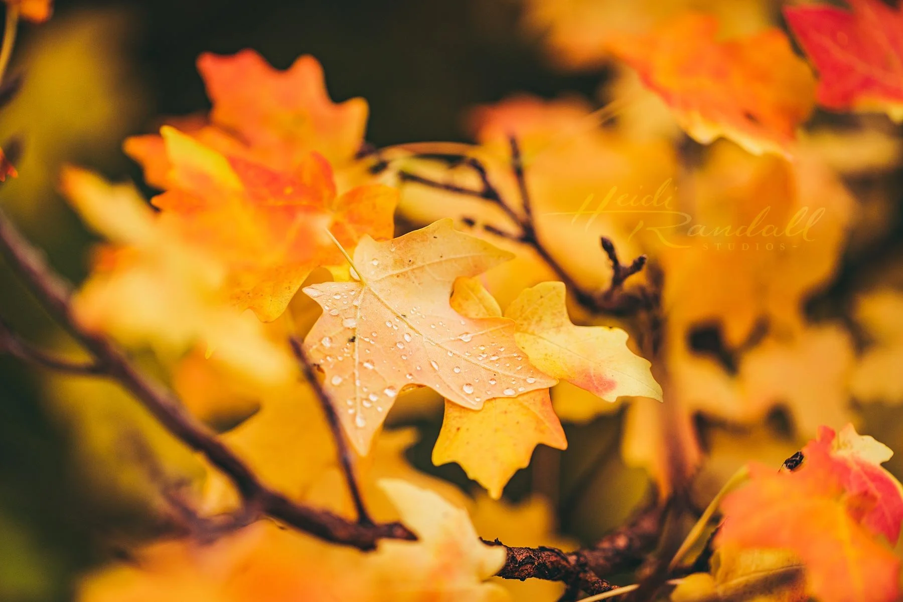 Maple-Leaf-Rain--web1.jpg