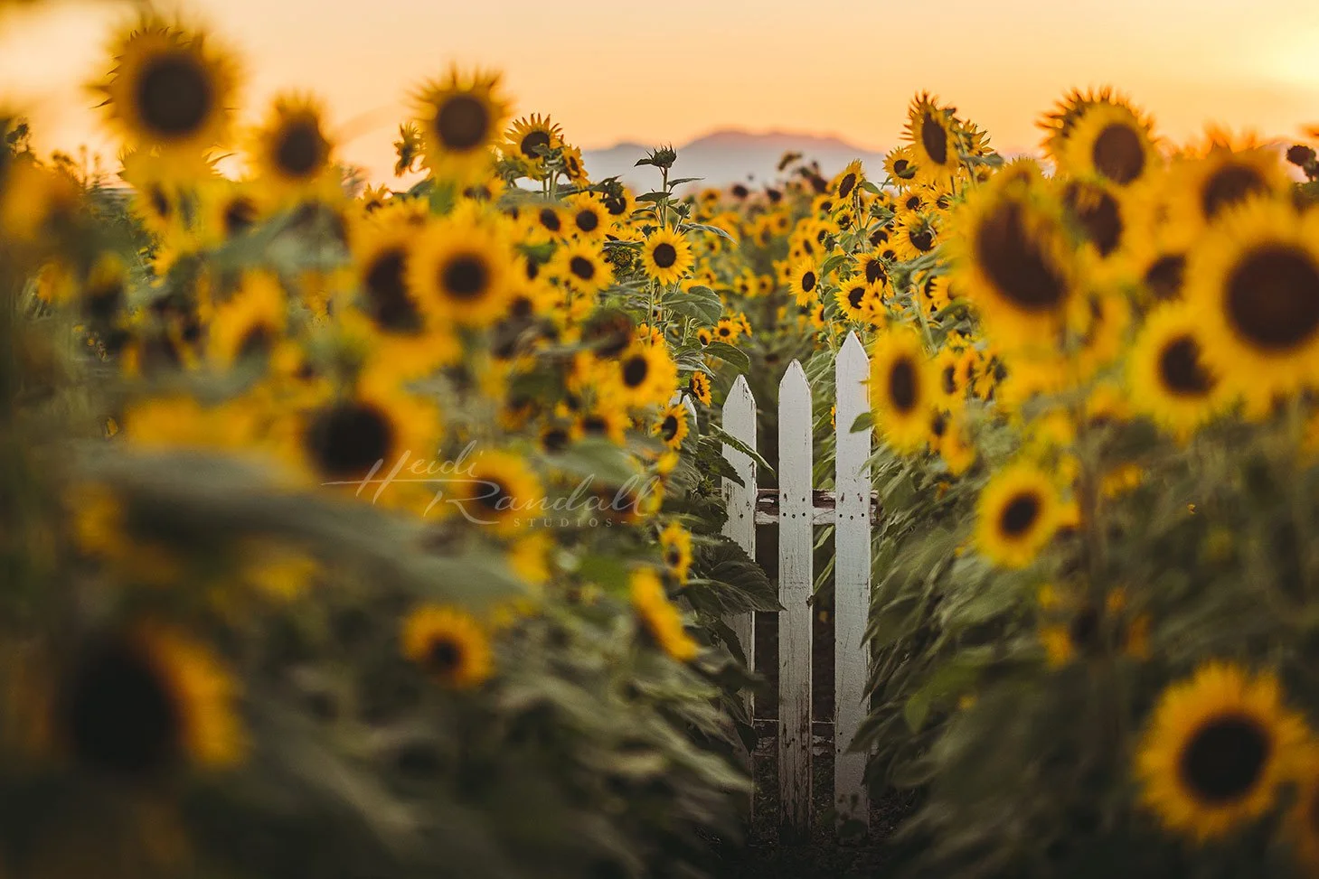 SunflowerFence-Landscape-web.jpg