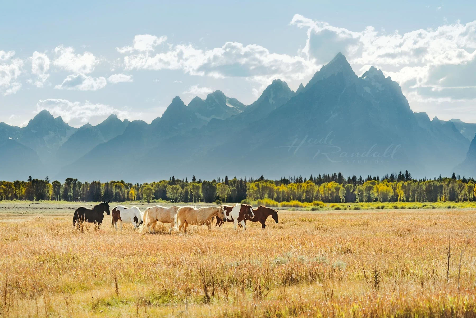 IndianSummer-GrandTetonsWY-web2.jpg
