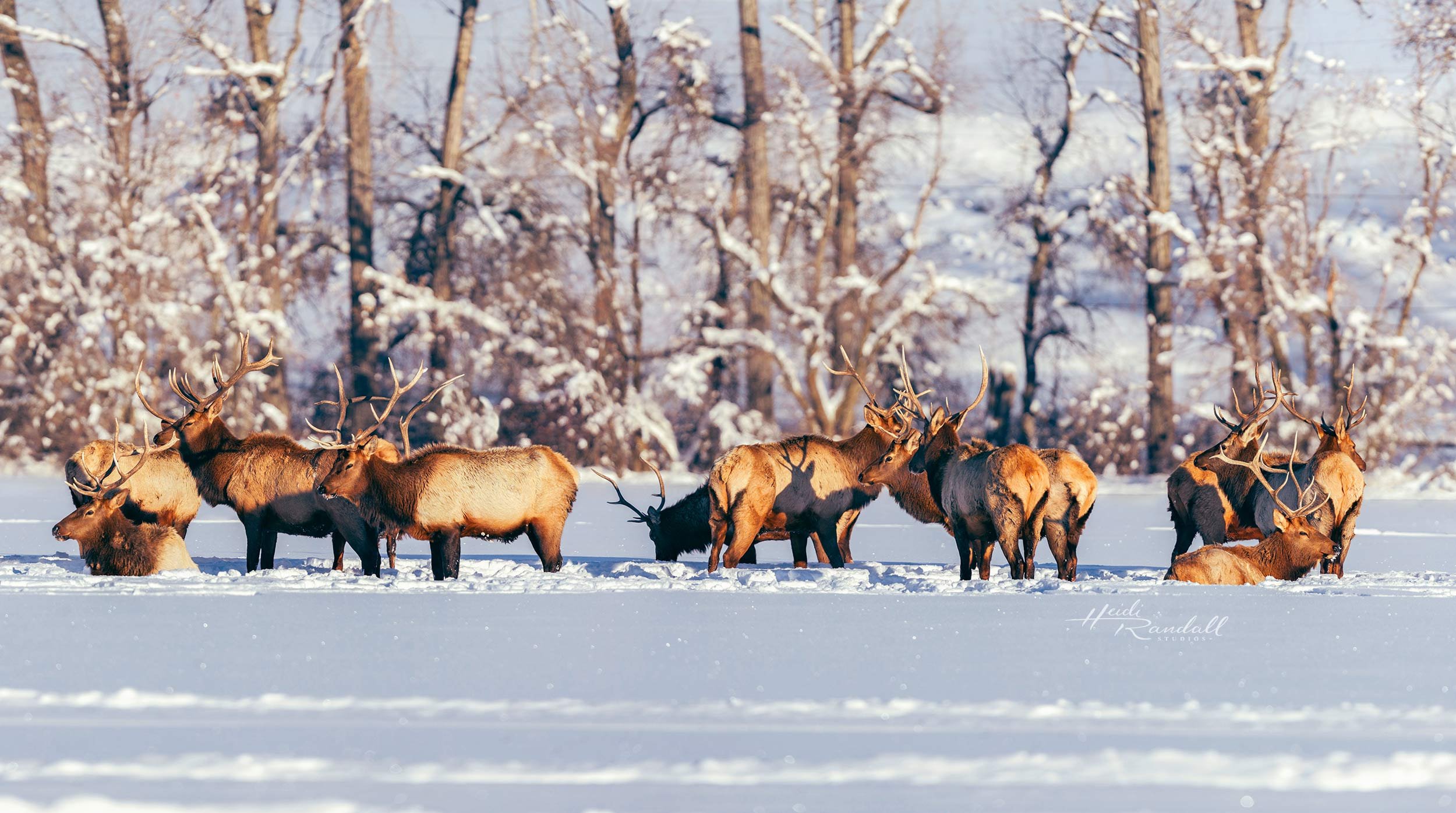 ParadiseElkParty-HeidiRandallStudios-PRINT-2-web.jpg