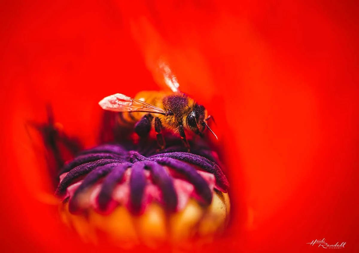 PurplePollinPoppyHoneyBee-web.jpg