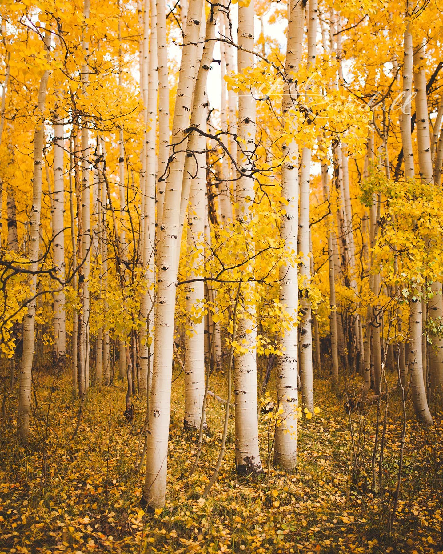 1-OhTheAspens-webnew.jpg