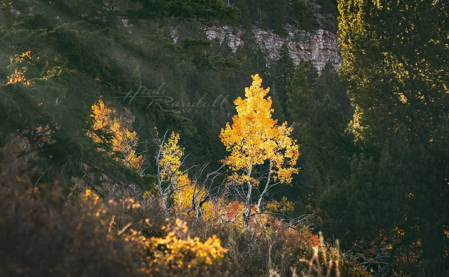 MajesticAspens-PRINT-web.jpg