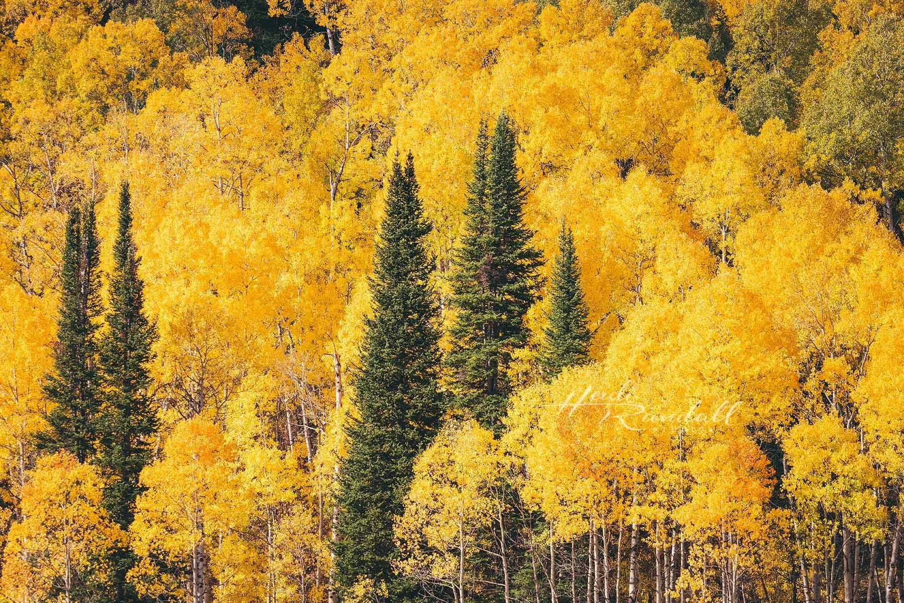 GoldenFallContrast-web.jpg